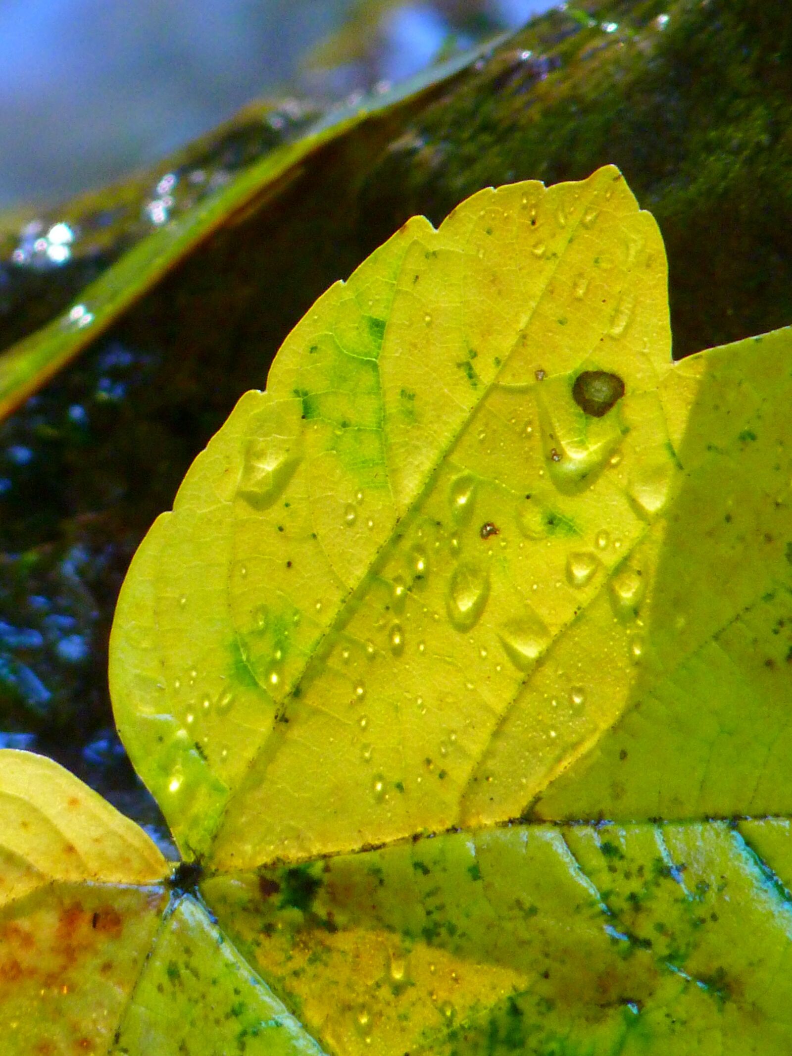 Panasonic Lumix DMC-FZ35 (Lumix DMC-FZ38) sample photo. Leaf, maple, autumn photography