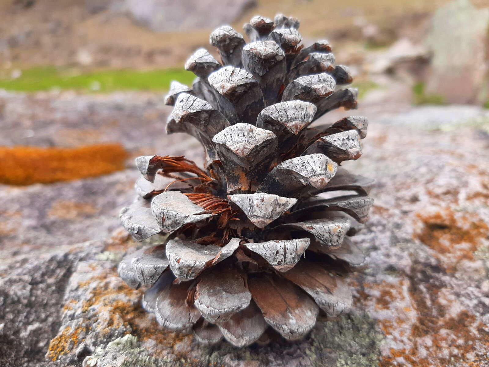 Samsung Galaxy A50 sample photo. Pine, pi ata, pineapple photography