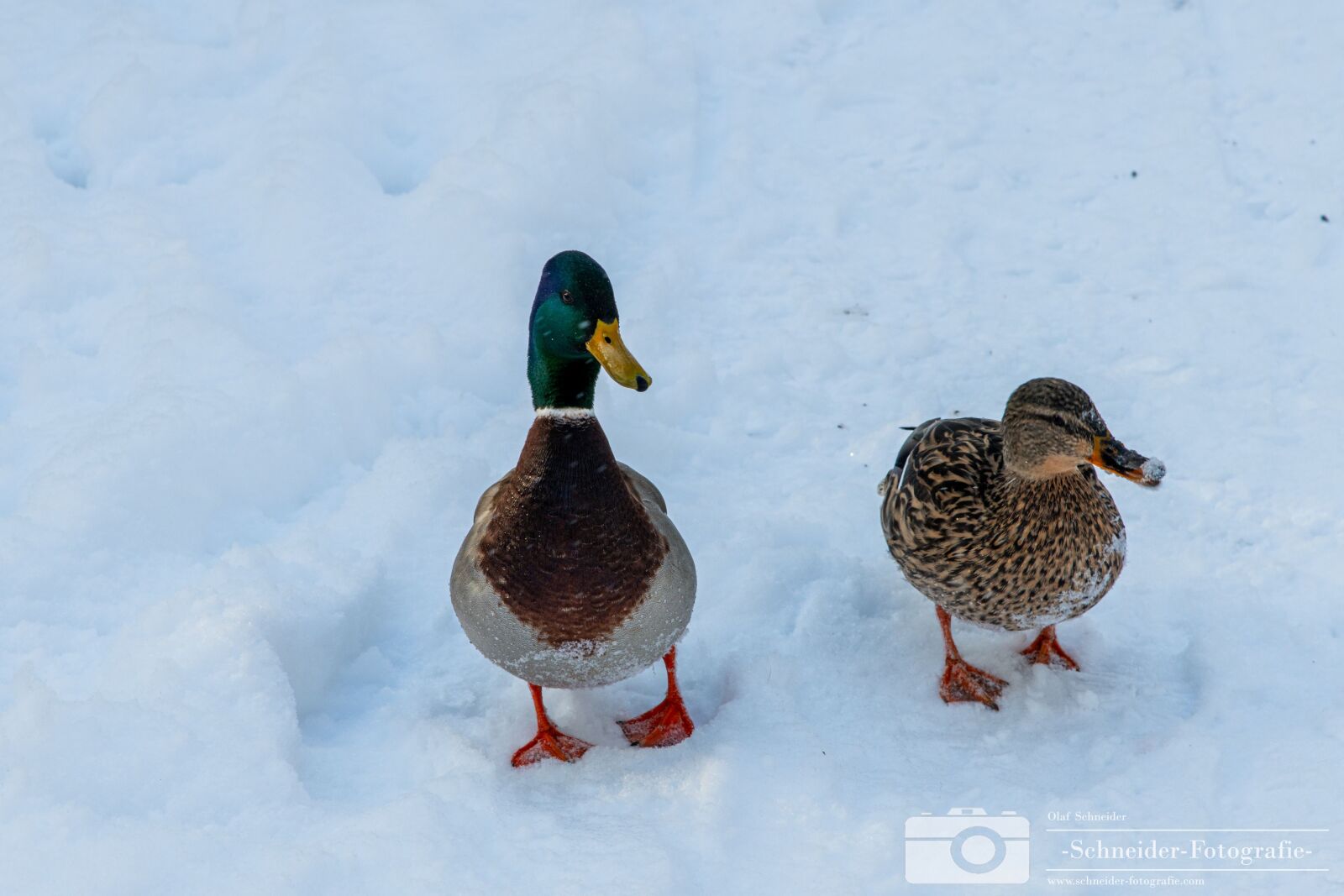Nikon D850 sample photo. Winter in berlin- rudow photography