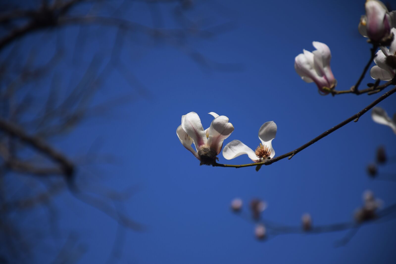 Nikon D3300 sample photo. Magnolia flower, white, blue photography