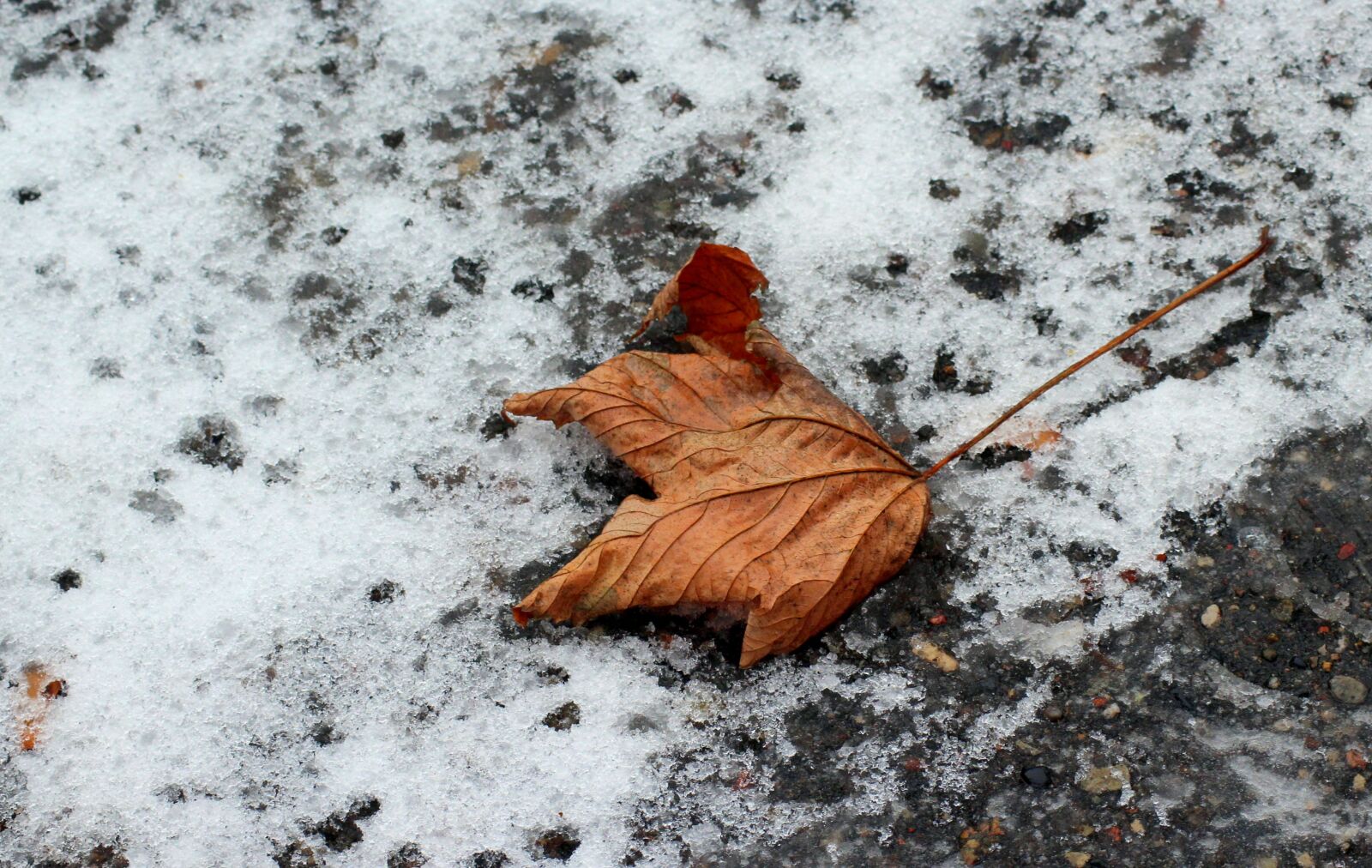 Canon EOS 1200D (EOS Rebel T5 / EOS Kiss X70 / EOS Hi) sample photo. Leaf, snow, season photography