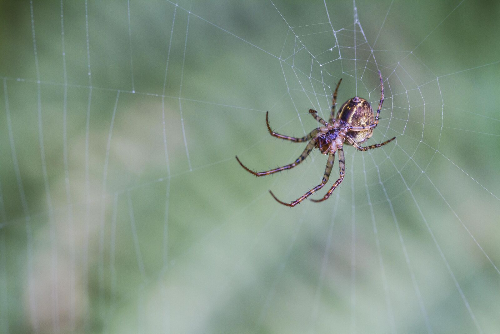 Canon EOS 7D sample photo. Nature, animals, animal world photography