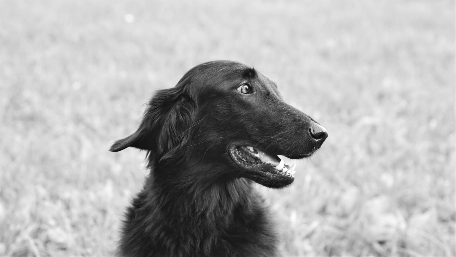 Nikon D7200 sample photo. Dog, setter, pet photography