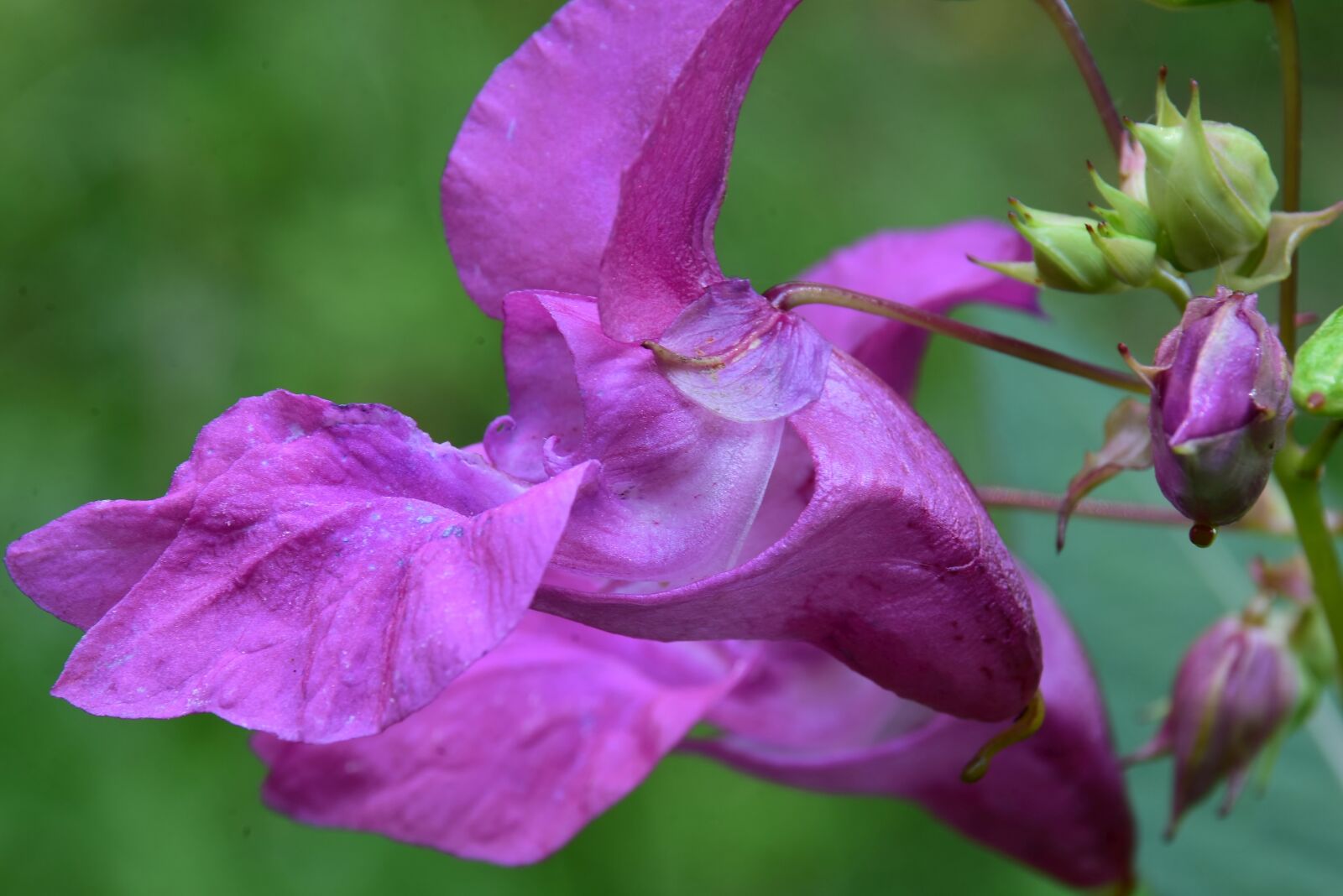 Nikon D7200 sample photo. Flower, plant, indian springkraut photography