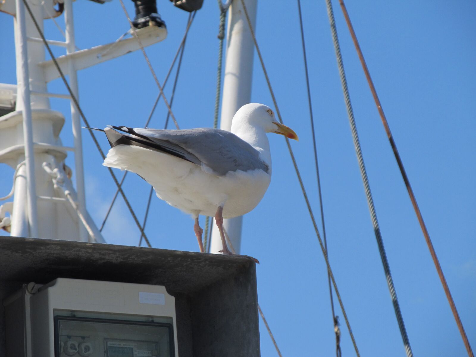 Canon PowerShot SX130 IS sample photo. Dornumer siel, north sea photography