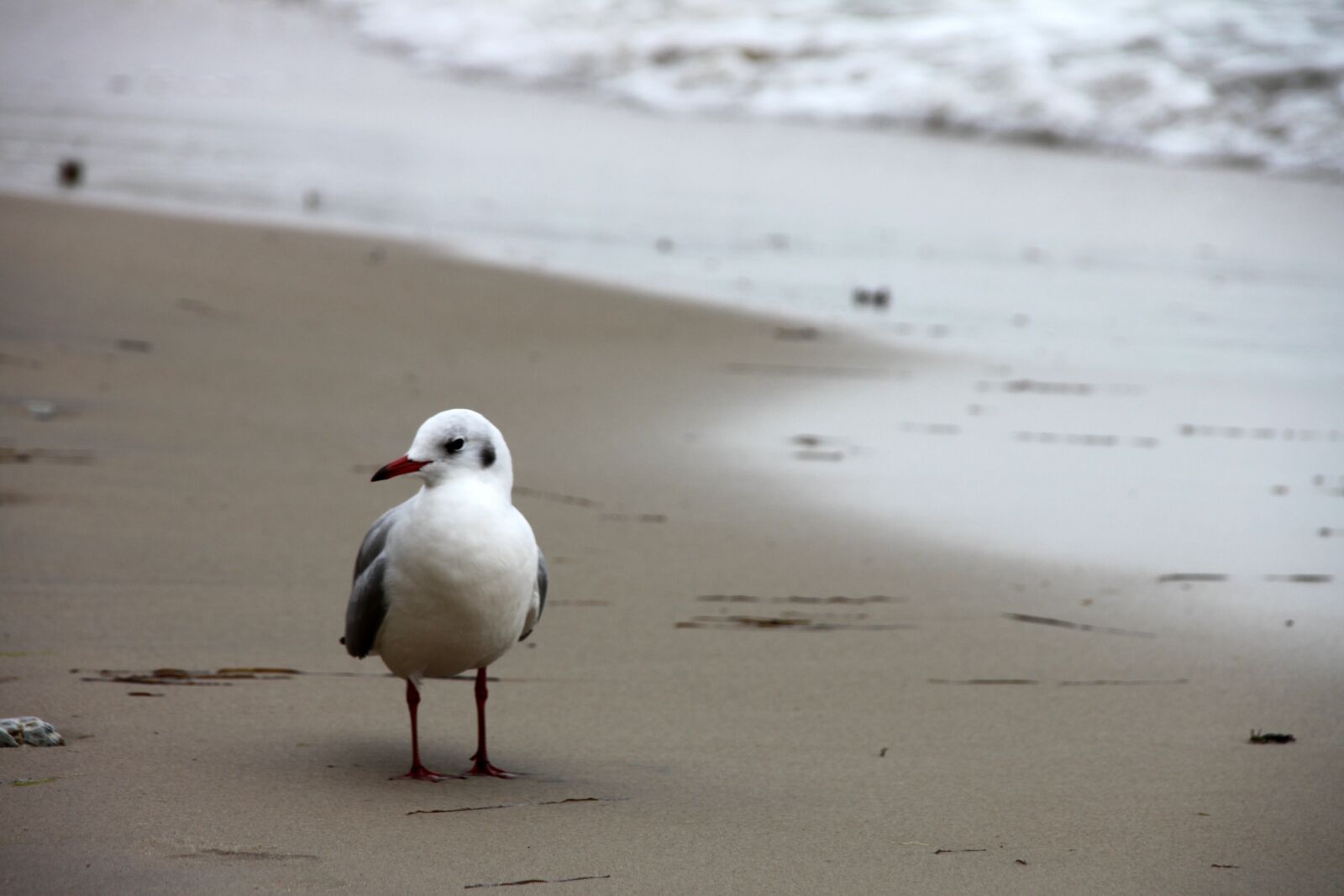 Canon EOS 500D (EOS Rebel T1i / EOS Kiss X3) sample photo. Seevogel, sea, seagull photography