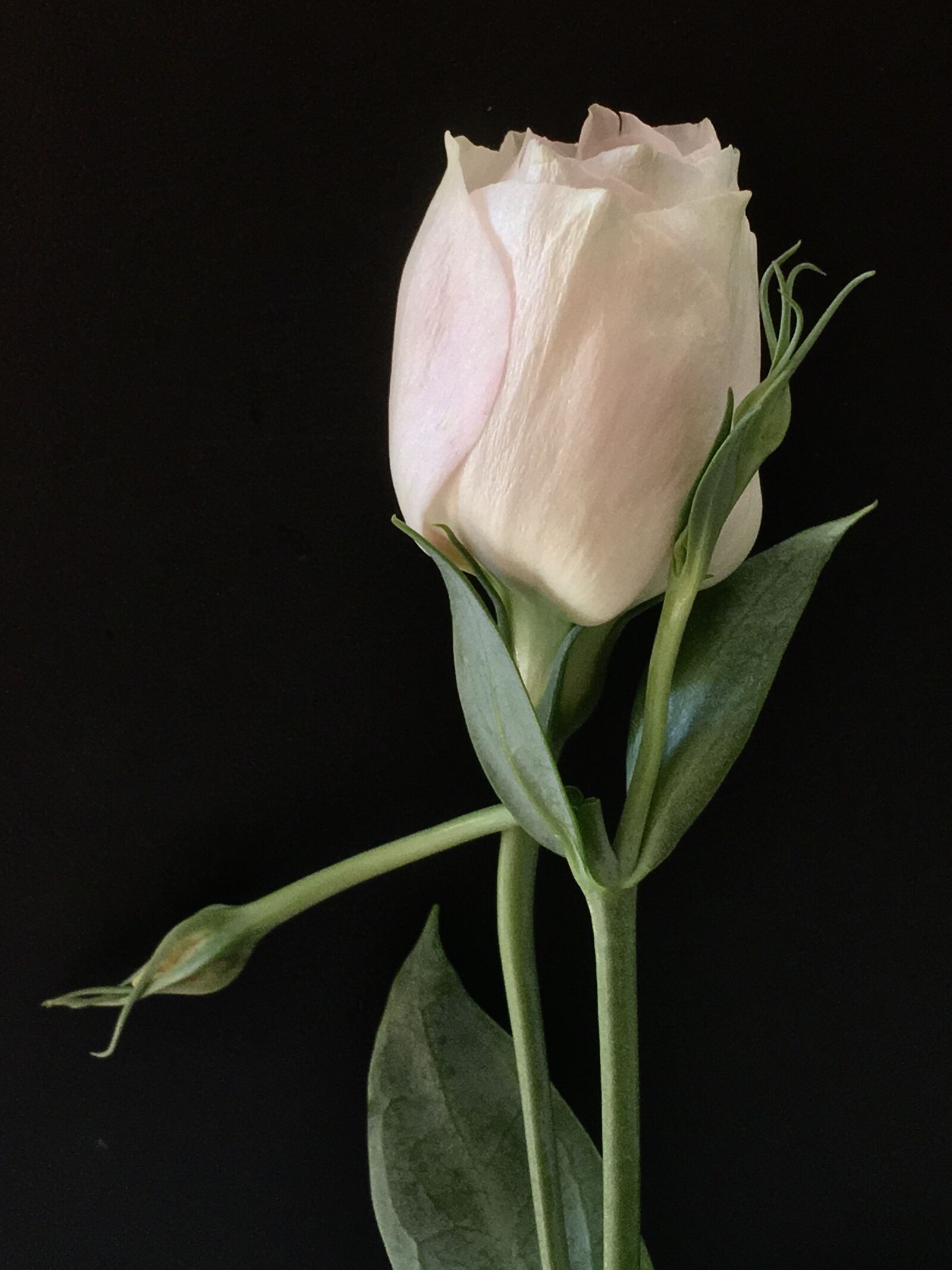 Apple iPhone 6s Plus sample photo. White flower, white petals photography
