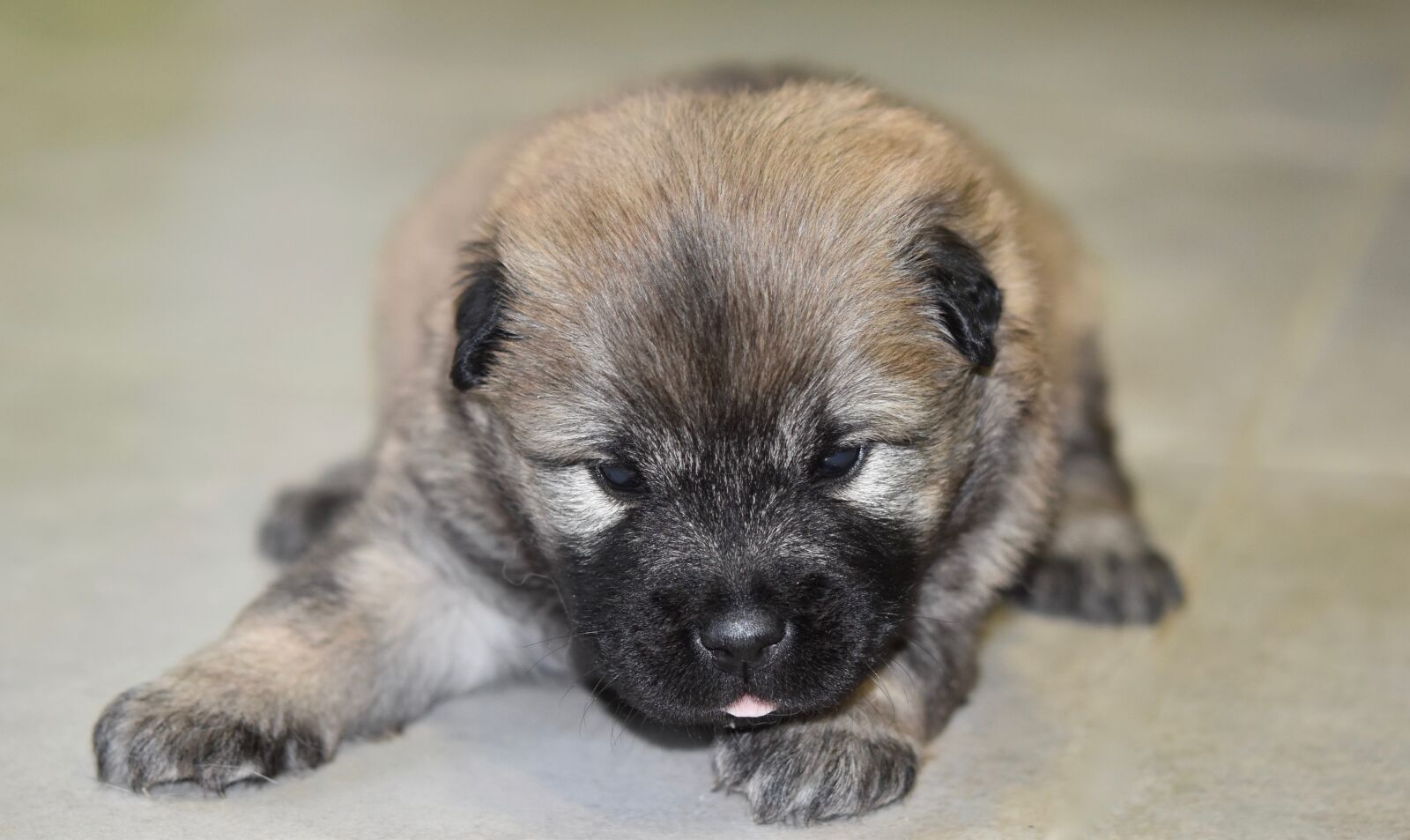 Nikon D5600 sample photo. Dog, eurasier puppy, puppy photography