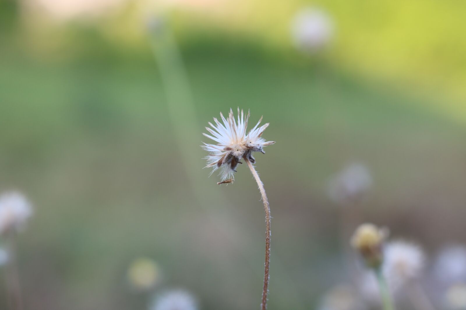 Canon EOS 750D (EOS Rebel T6i / EOS Kiss X8i) sample photo. Plants, nature, sky photography