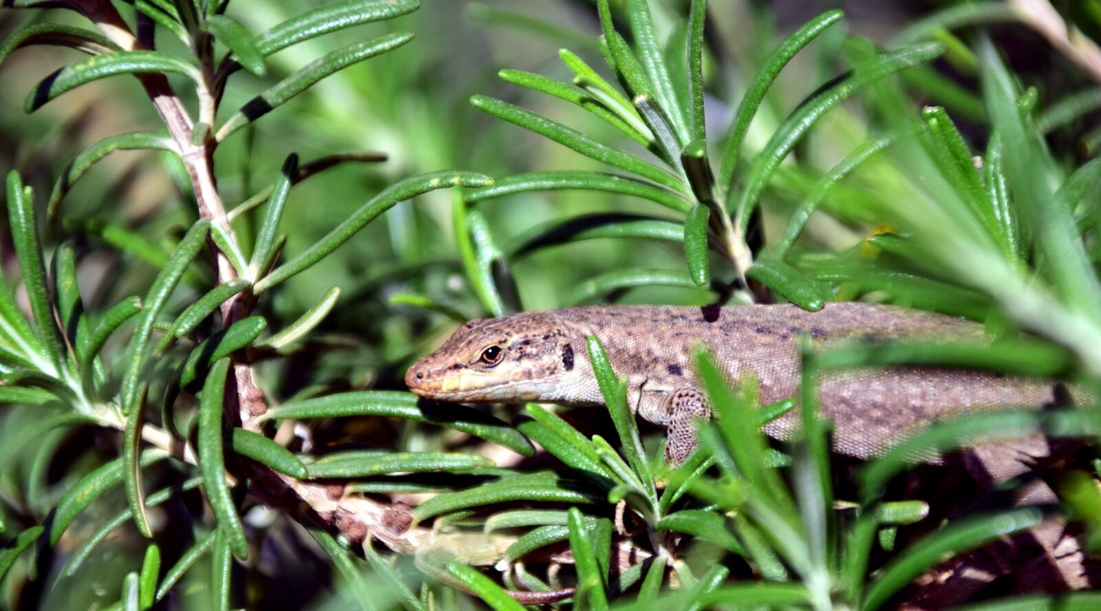 Nikon D3300 sample photo. Lizard, reptile, animal photography