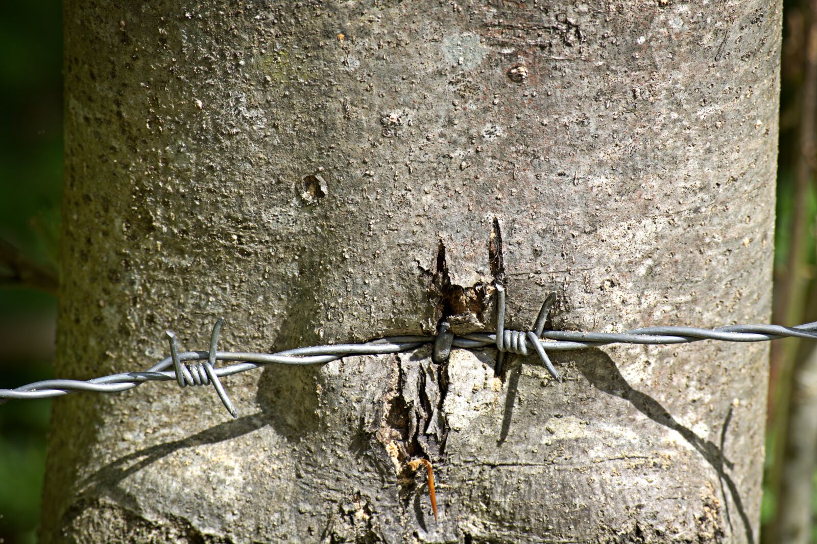 55.0-200.0mm f/4.0-f/5.6 sample photo. Barbed wire, wire, metal photography