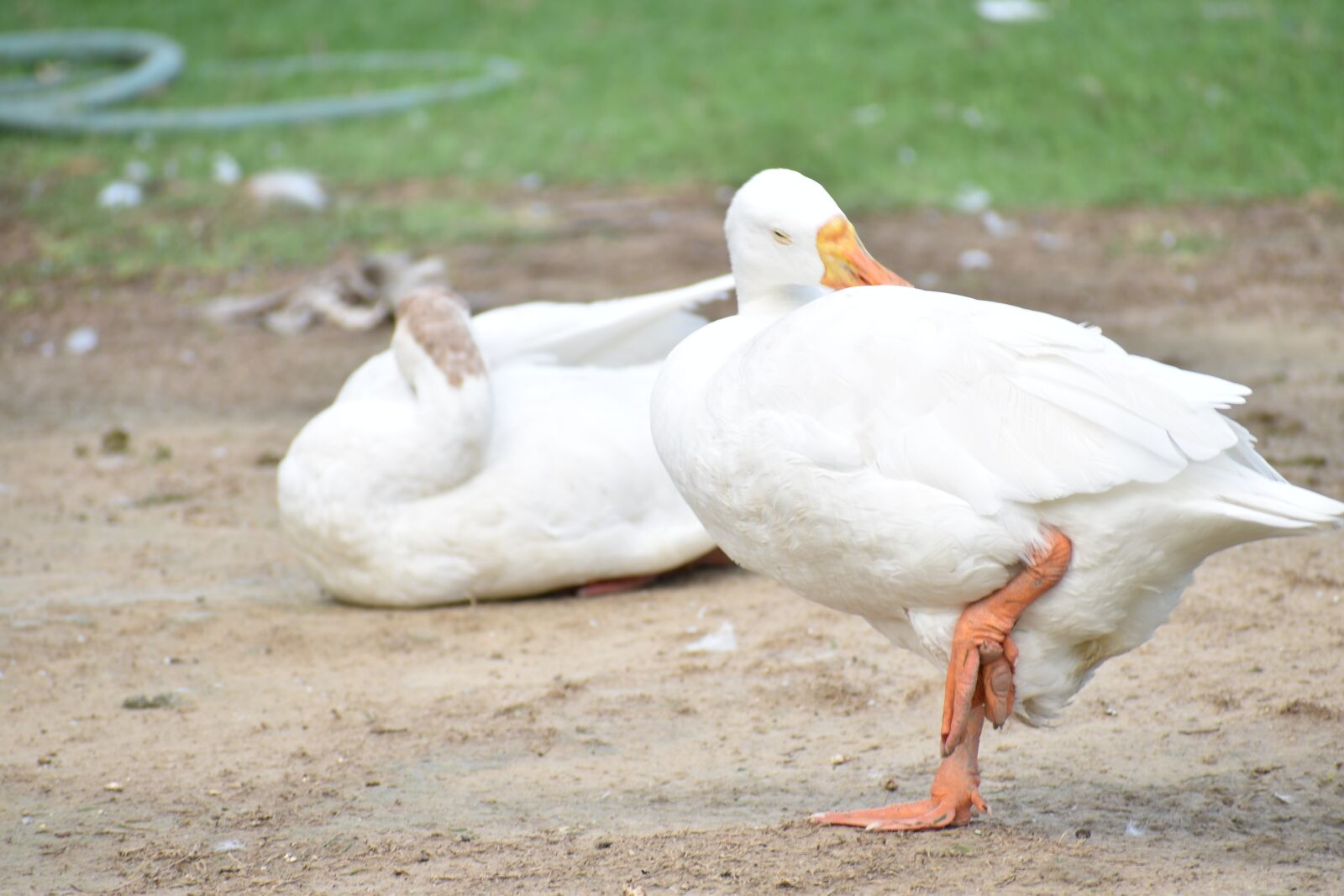 Nikon D5600 sample photo. Duck, indian runner duck photography