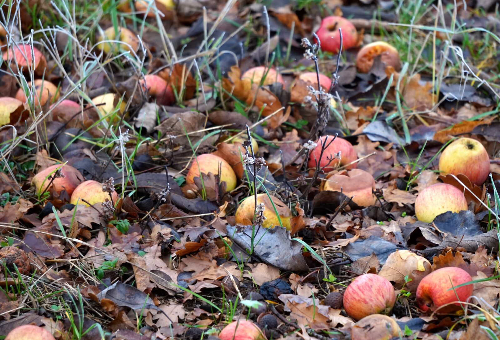 Sony Alpha a5000 (ILCE 5000) + Sony E 55-210mm F4.5-6.3 OSS sample photo. Windfall, winter, apple photography