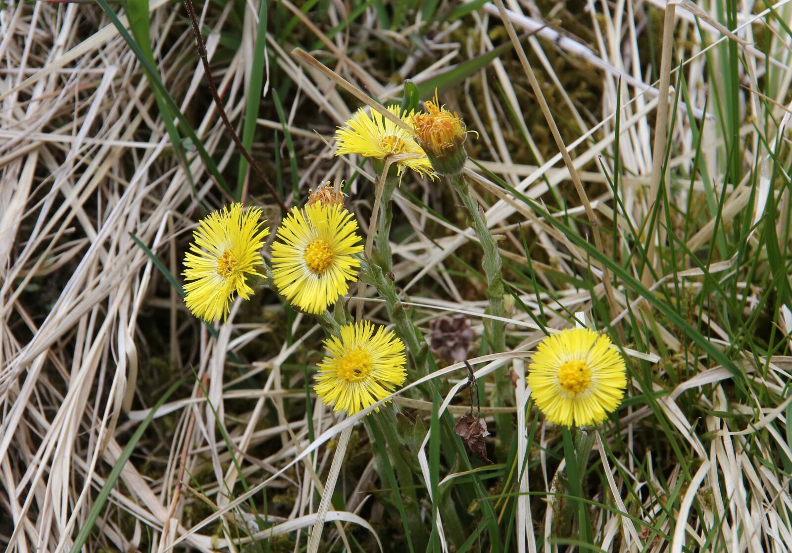 Canon EOS 6D sample photo. Coltsfoot, spring, nature photography