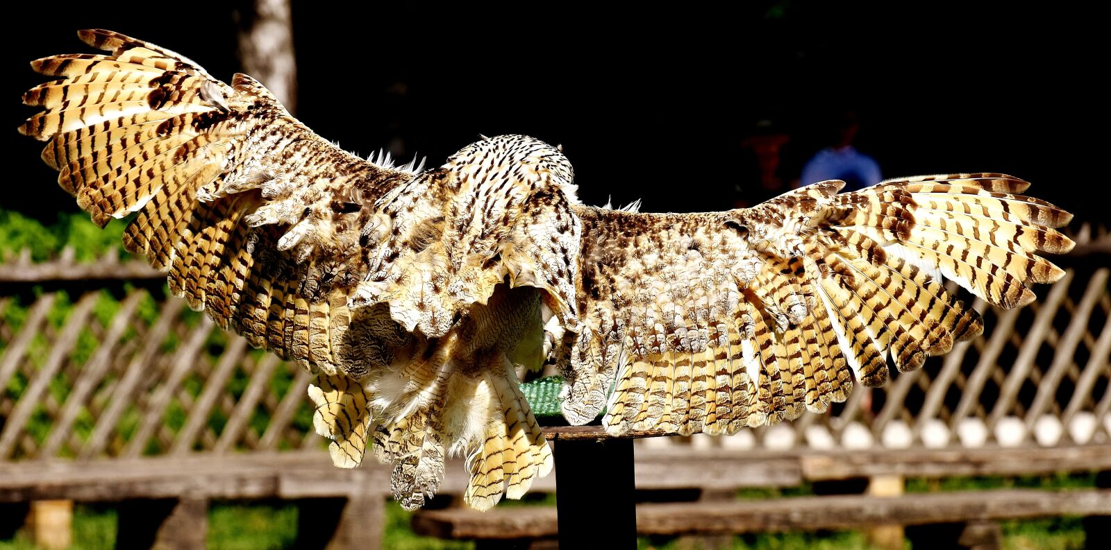 Nikon D7200 sample photo. Snow owl, flying, bubo photography