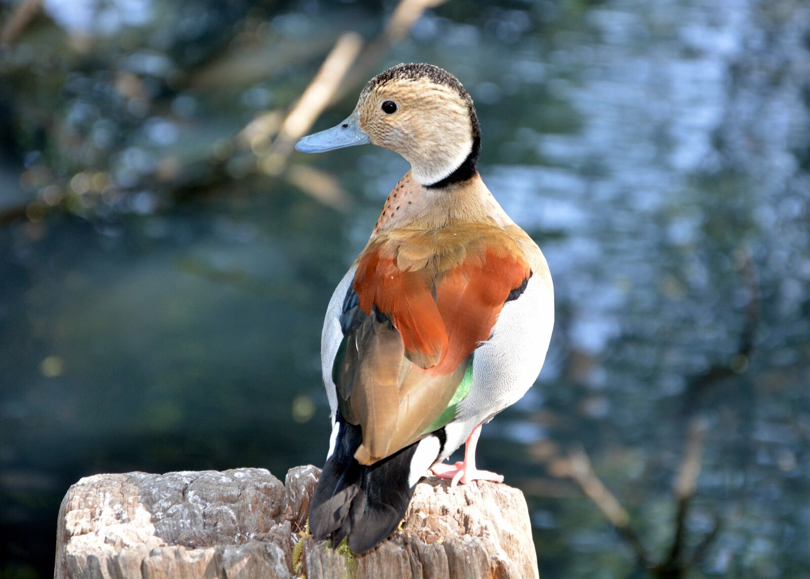 Nikon D5200 sample photo. Duck, colours, swimming photography