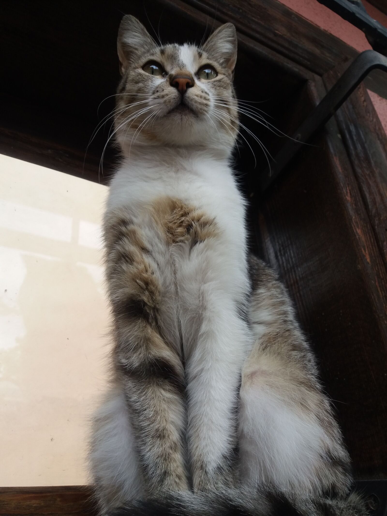 Samsung Galaxy J5 sample photo. Cat, kedi, hayvan photography