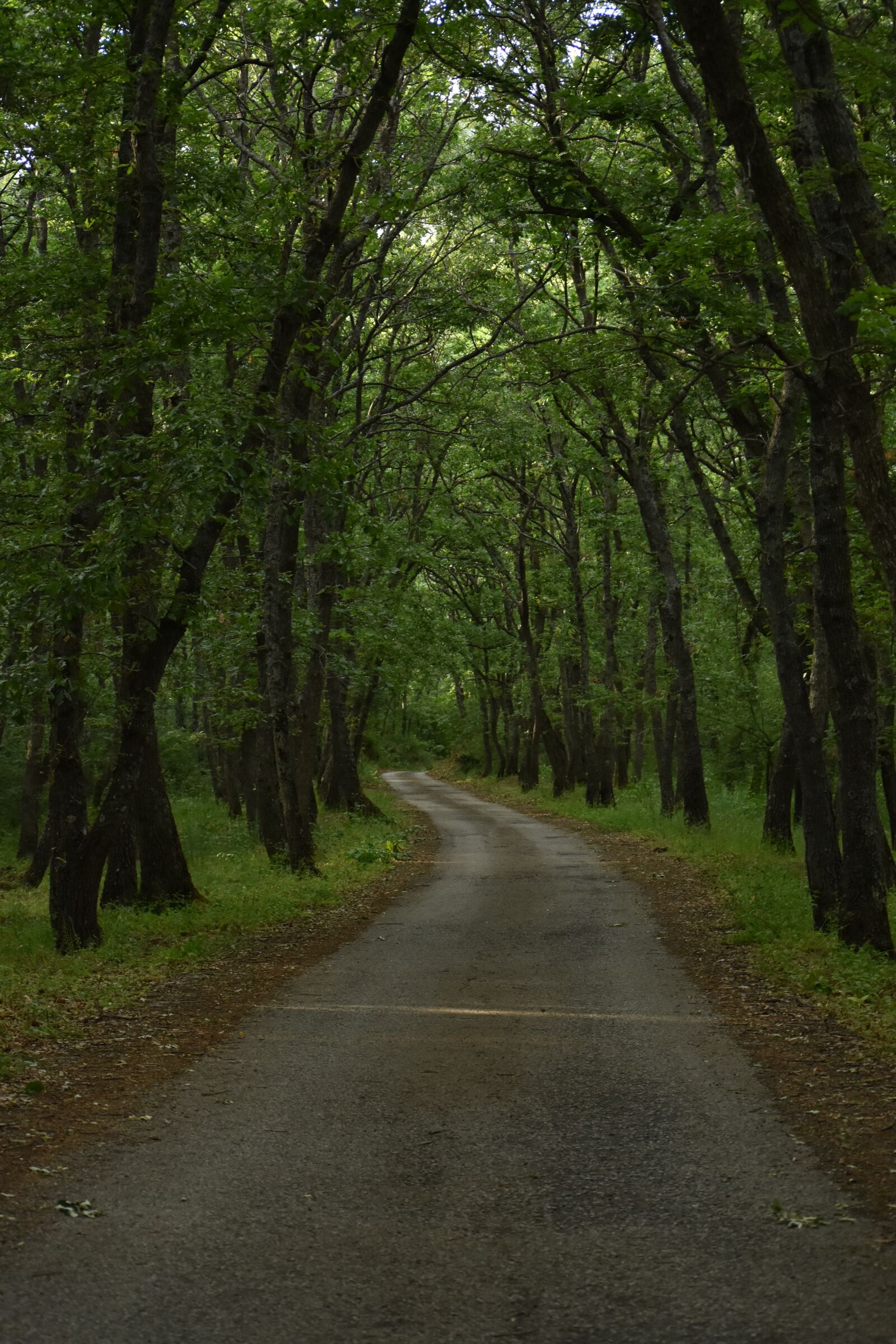 Nikon D3400 sample photo. Bosco, woods, creek photography