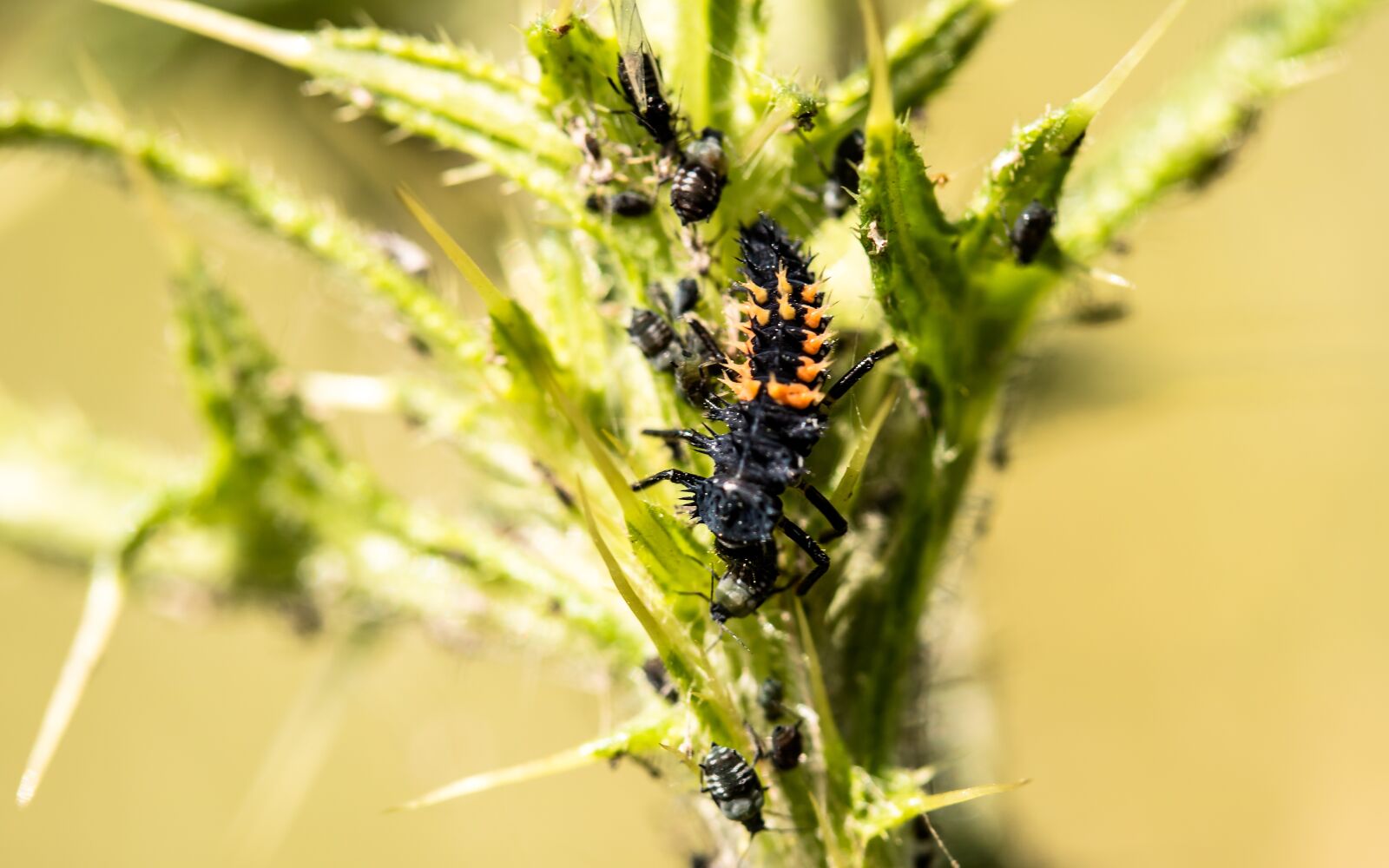 Canon EF-S 60mm F2.8 Macro USM sample photo. Marienk fer larva, larva photography