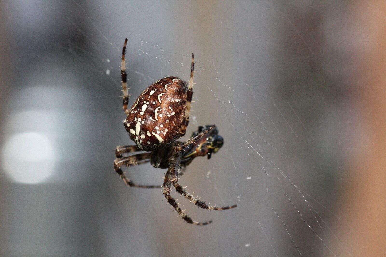 Canon EOS 450D (EOS Rebel XSi / EOS Kiss X2) sample photo. Spider, web, prey photography