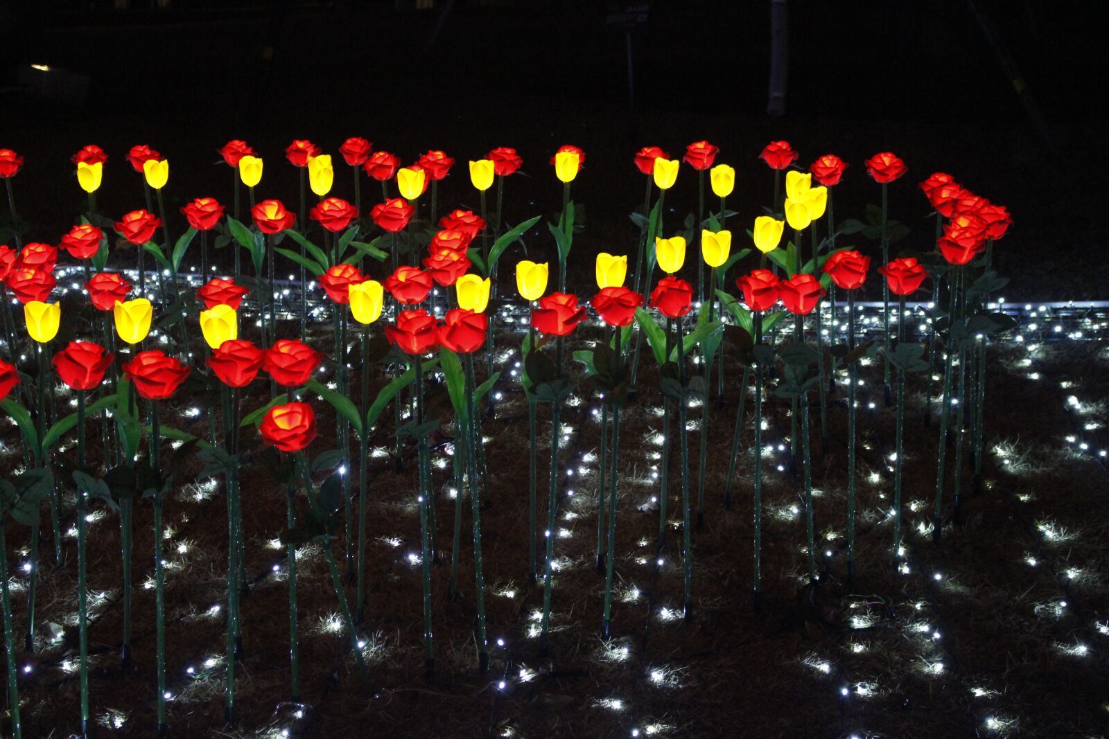 Canon EOS 100D (EOS Rebel SL1 / EOS Kiss X7) sample photo. Tulip, night, lighting photography