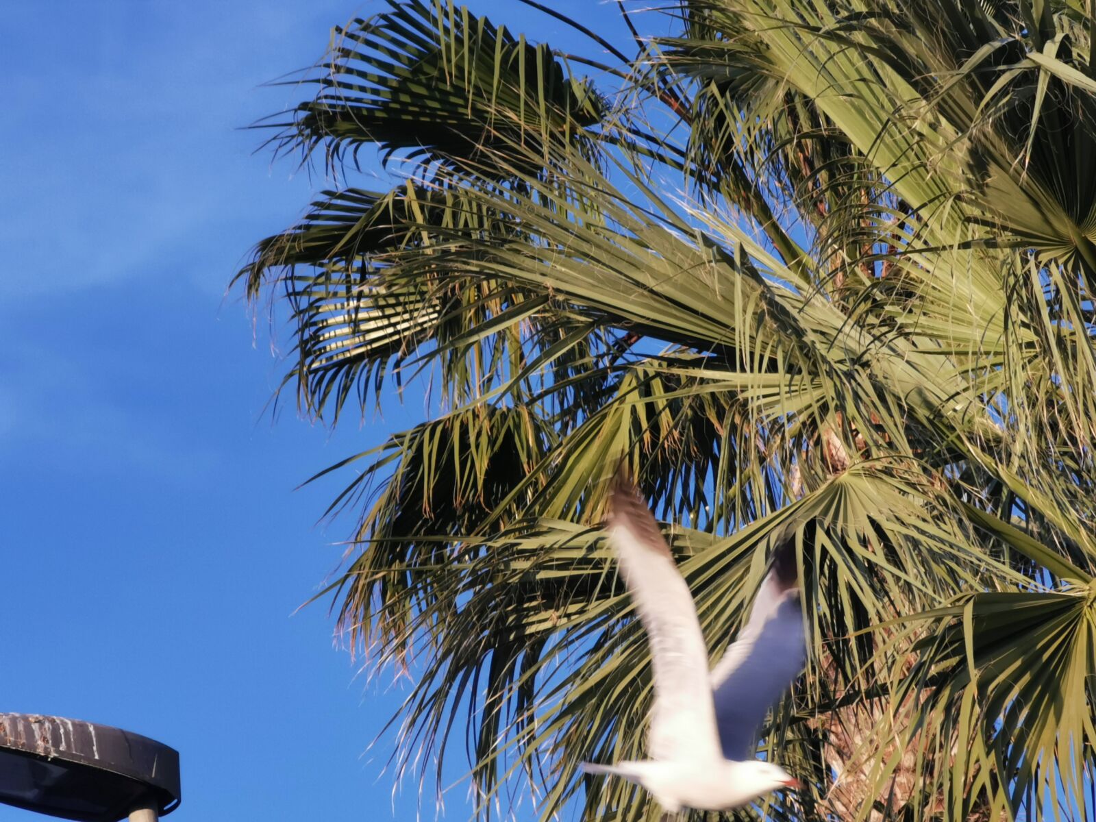 HUAWEI P30 Pro sample photo. Birds, with, palm tree photography