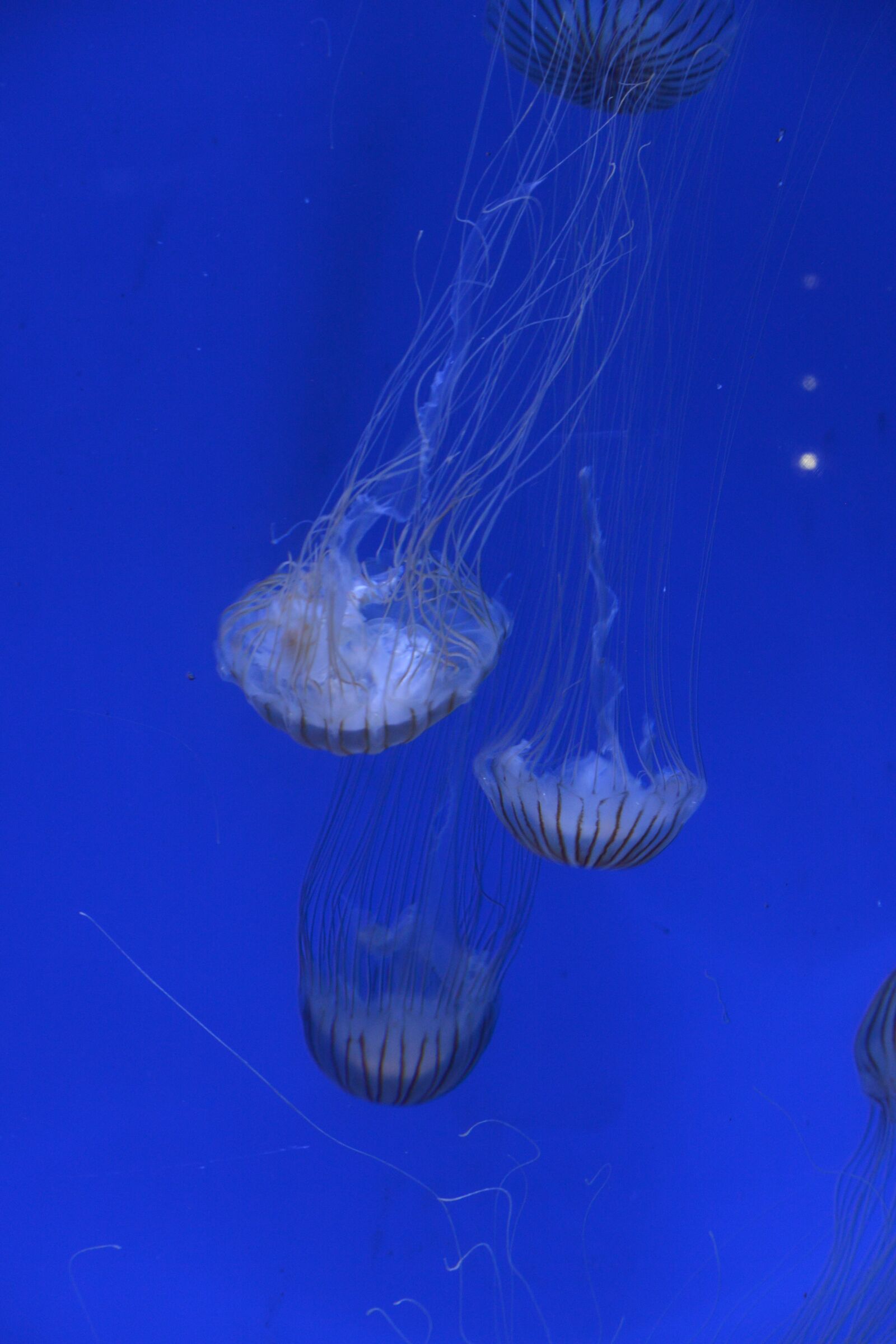 Nikon 1 J3 sample photo. Pairi daiza, jellyfish, marine photography