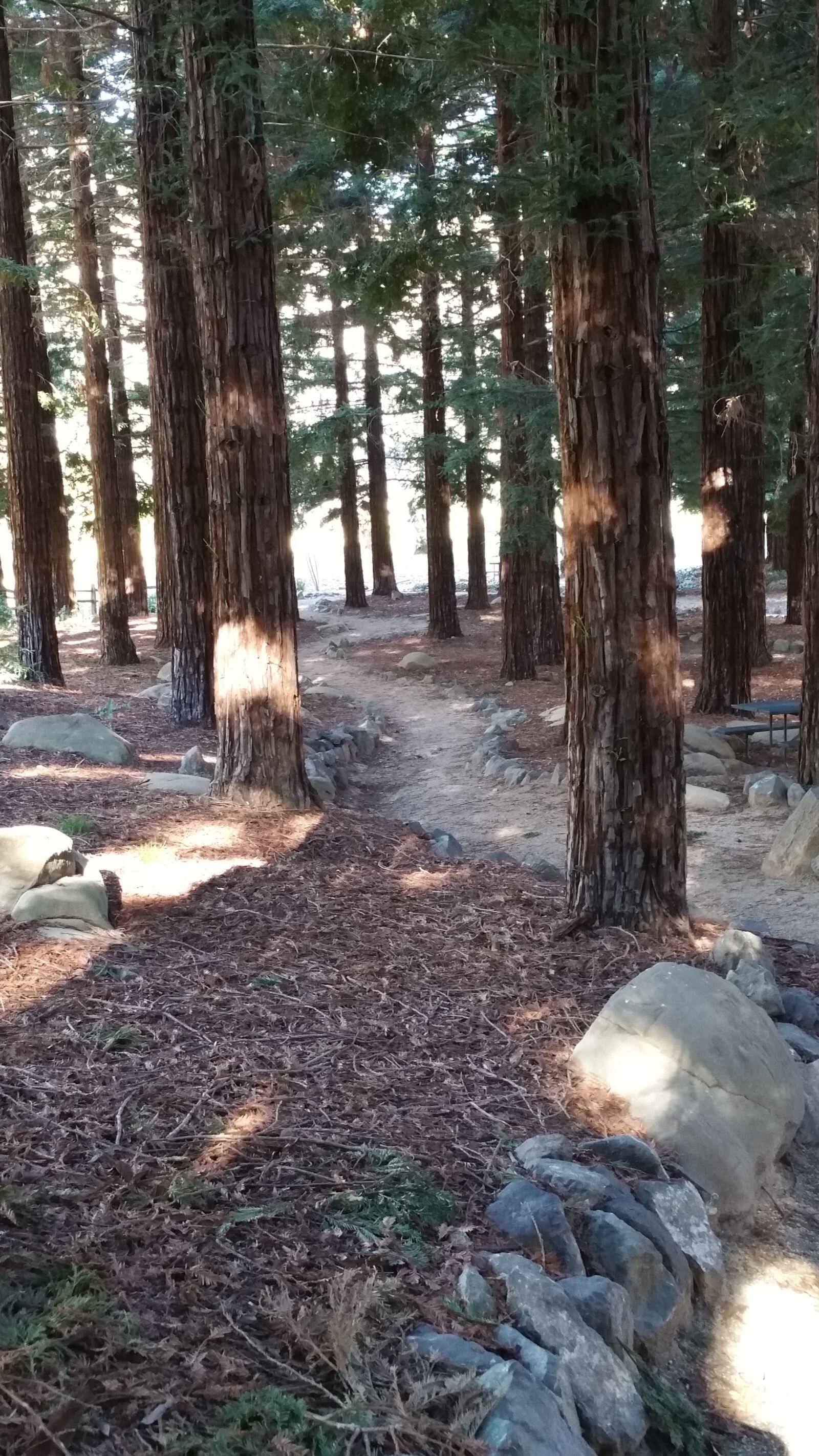 Samsung Galaxy Note4 sample photo. Park, path, trees, woods photography