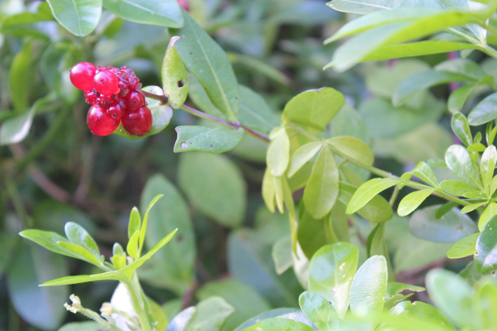 Canon EOS 550D (EOS Rebel T2i / EOS Kiss X4) sample photo. Nature, leaf, berries photography