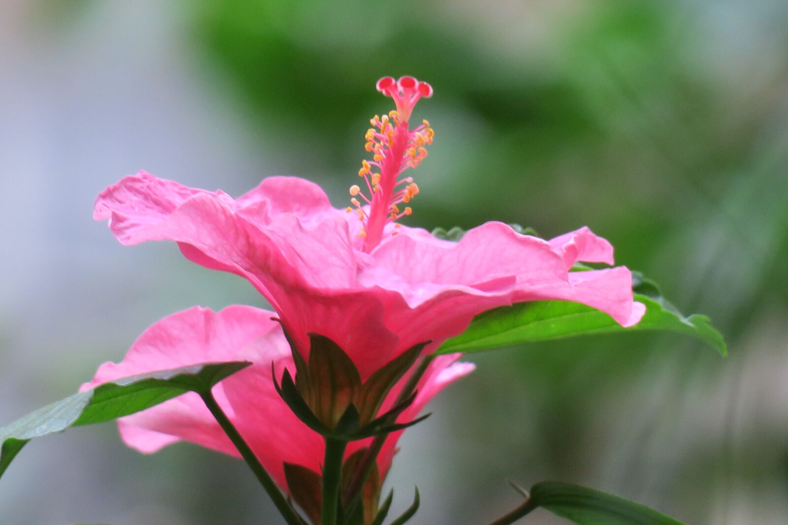 Canon PowerShot G3 X sample photo. Hong kong, hibiscus, plant photography