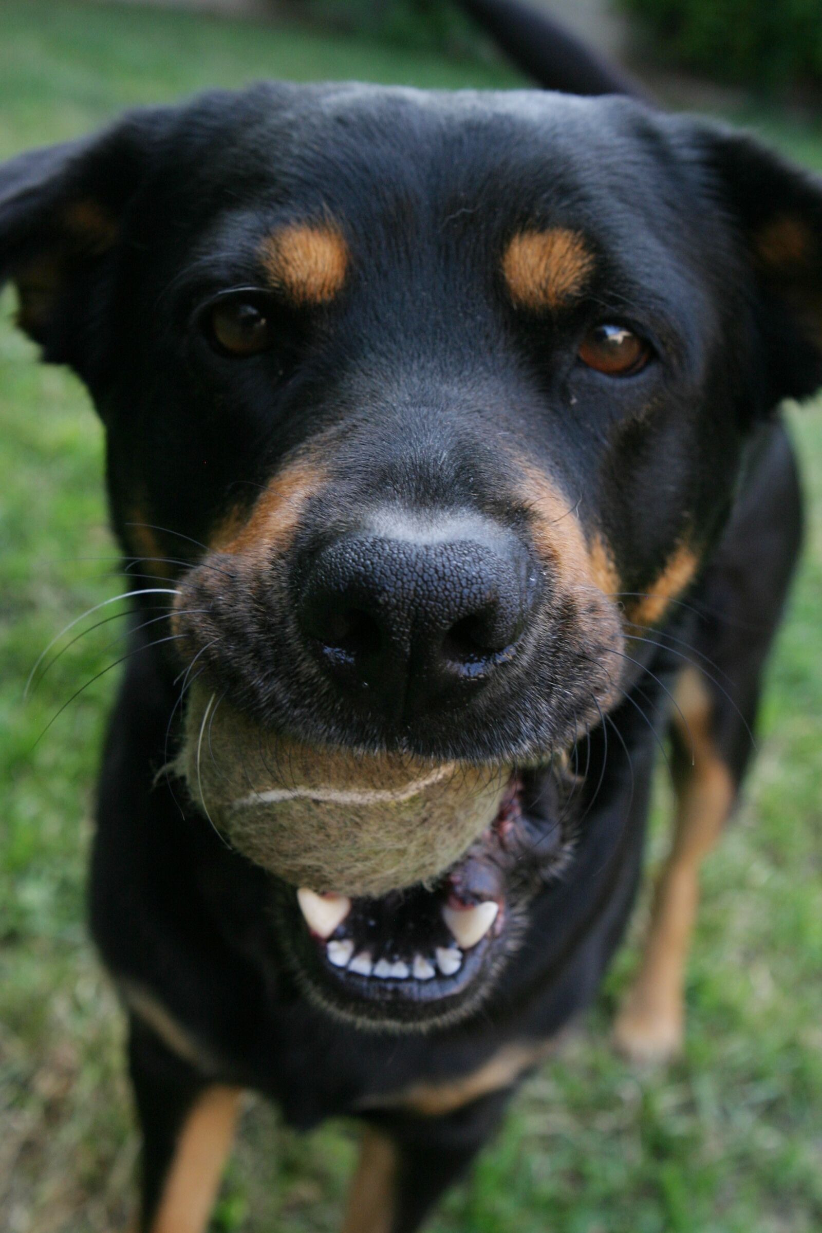 Canon EOS 10D sample photo. Dog, ball, pet photography