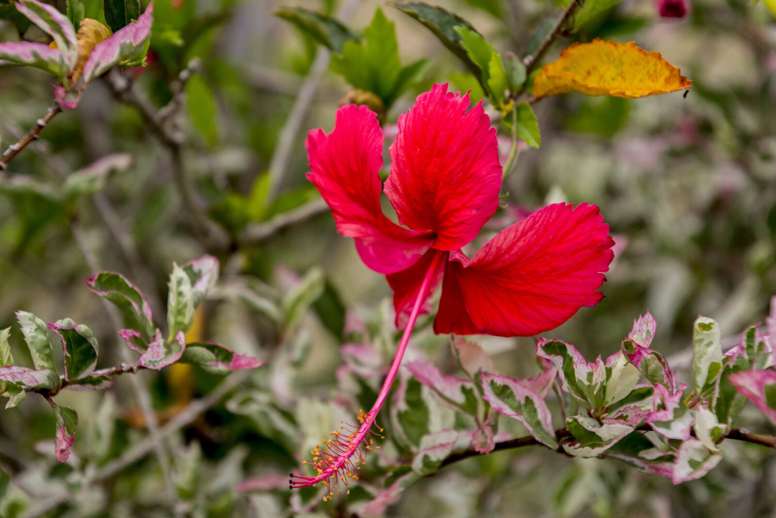 Canon EOS 700D (EOS Rebel T5i / EOS Kiss X7i) sample photo. Flower, nature, green photography