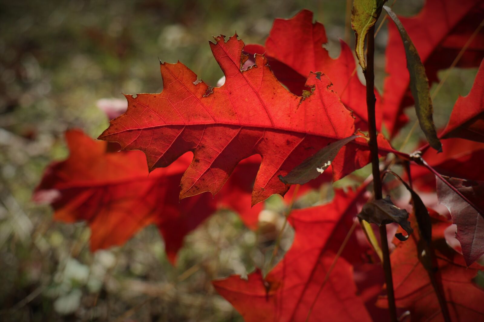 Canon EOS M6 sample photo. Color red, red, oak photography