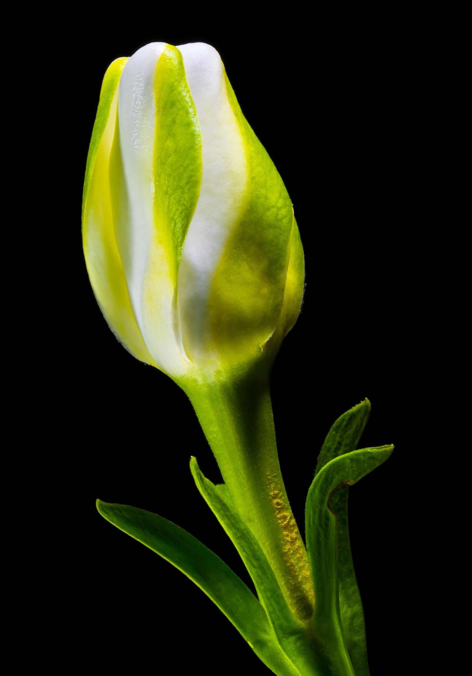 Nikon D5200 sample photo. Blossom, bloom, flower photography
