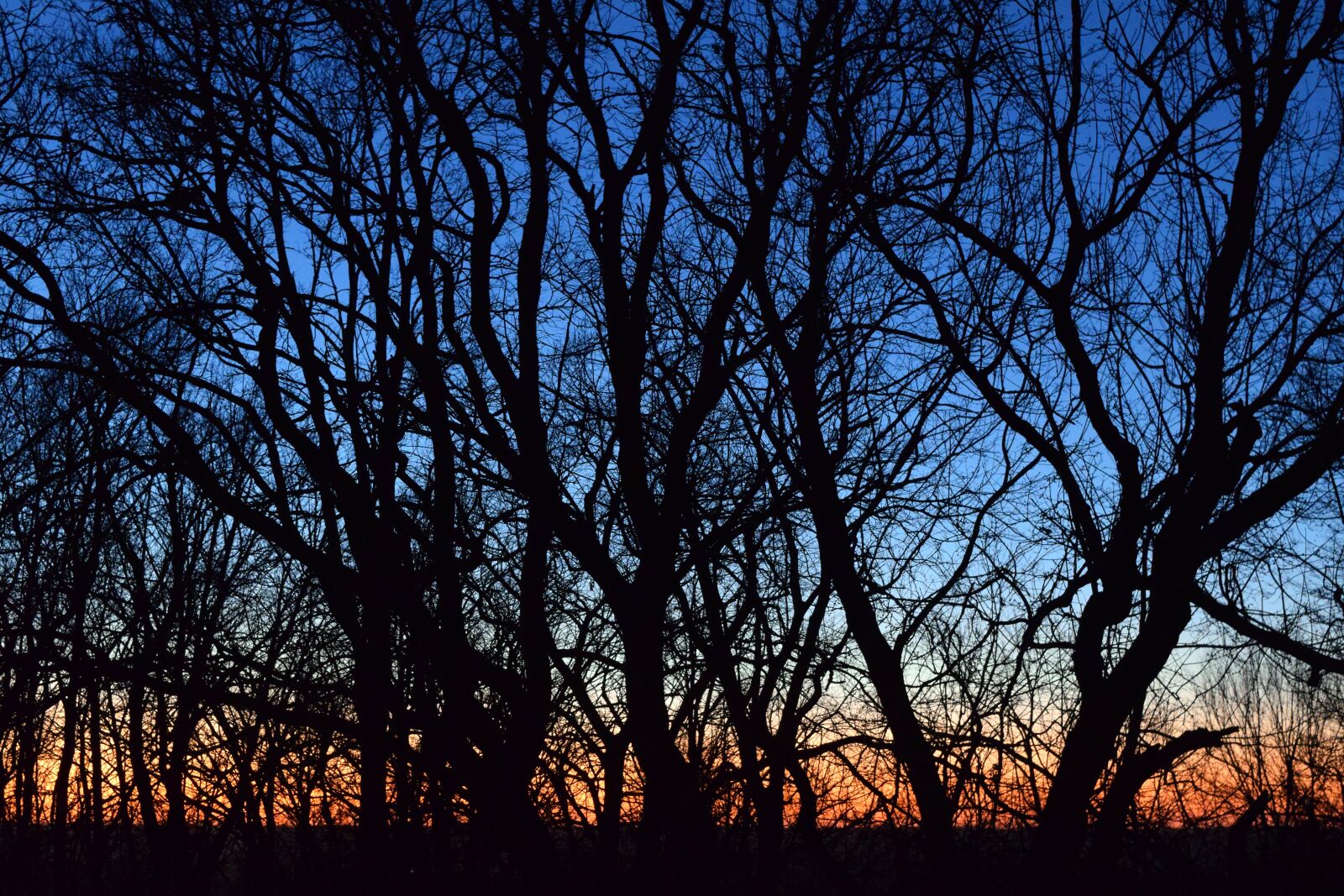 Nikon D3300 sample photo. Tree, landscape, nature photography