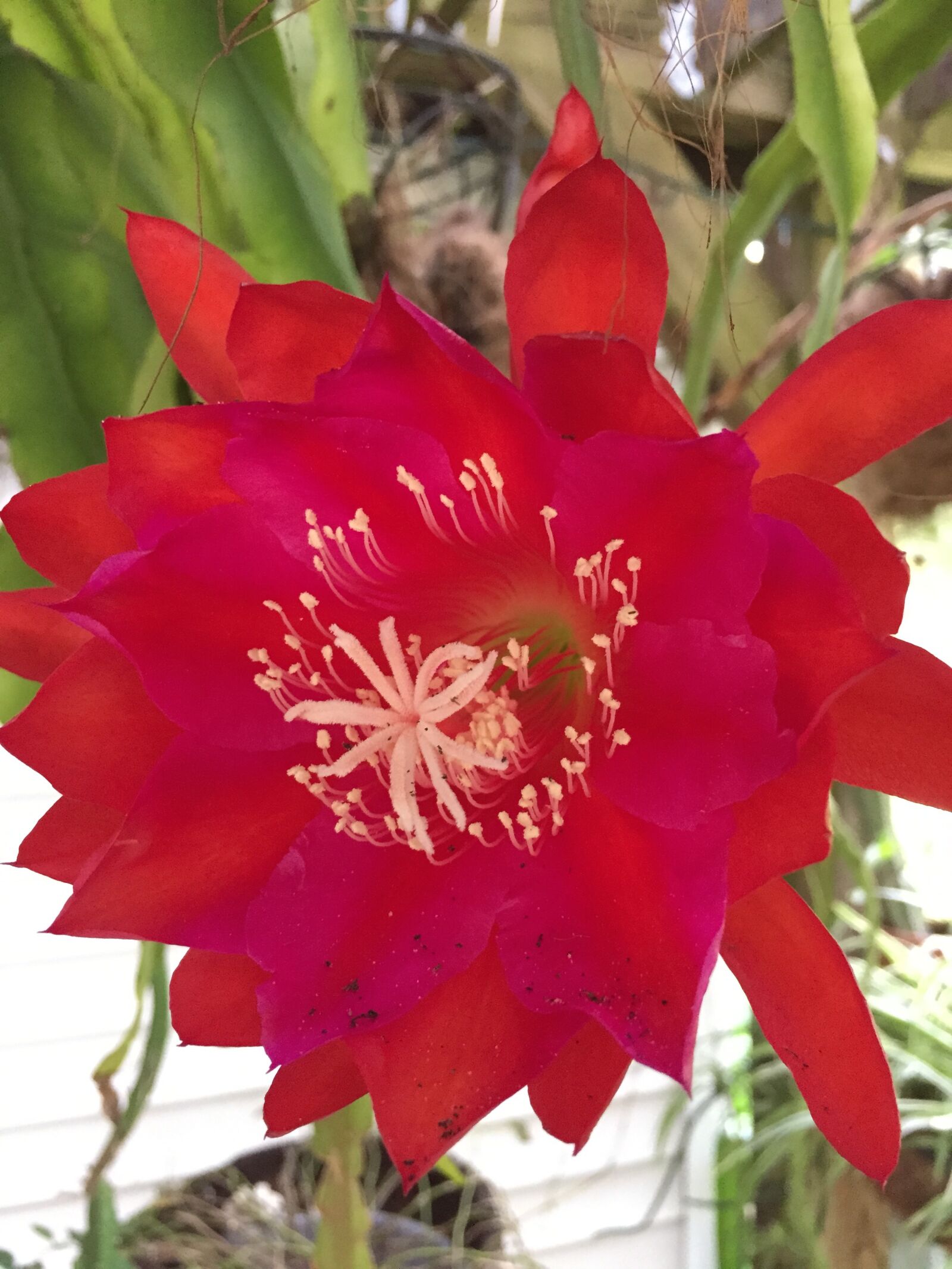 Apple iPhone 6 sample photo