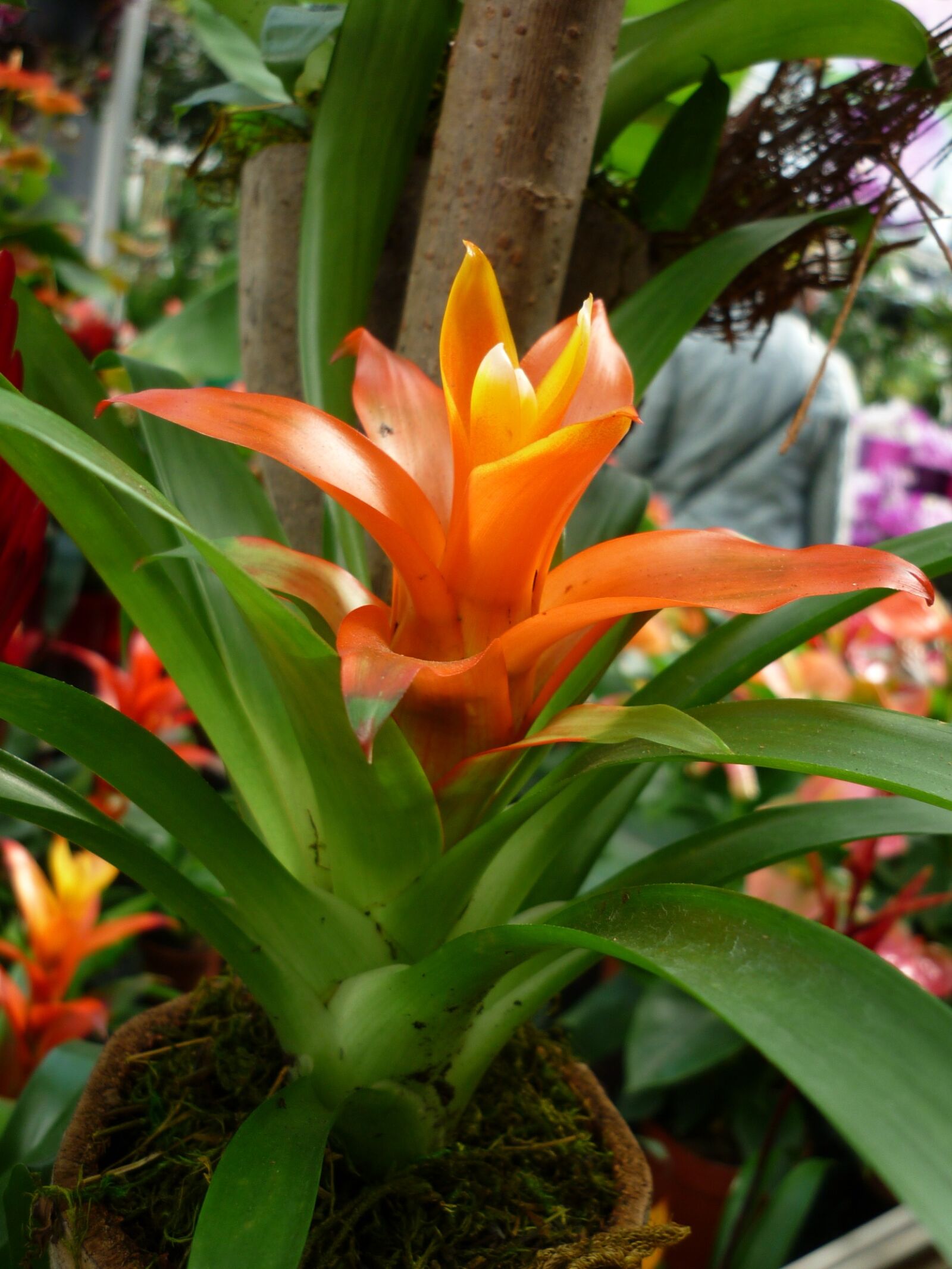 Panasonic Lumix DMC-FS6 sample photo. Bromeliad, flower, orange photography