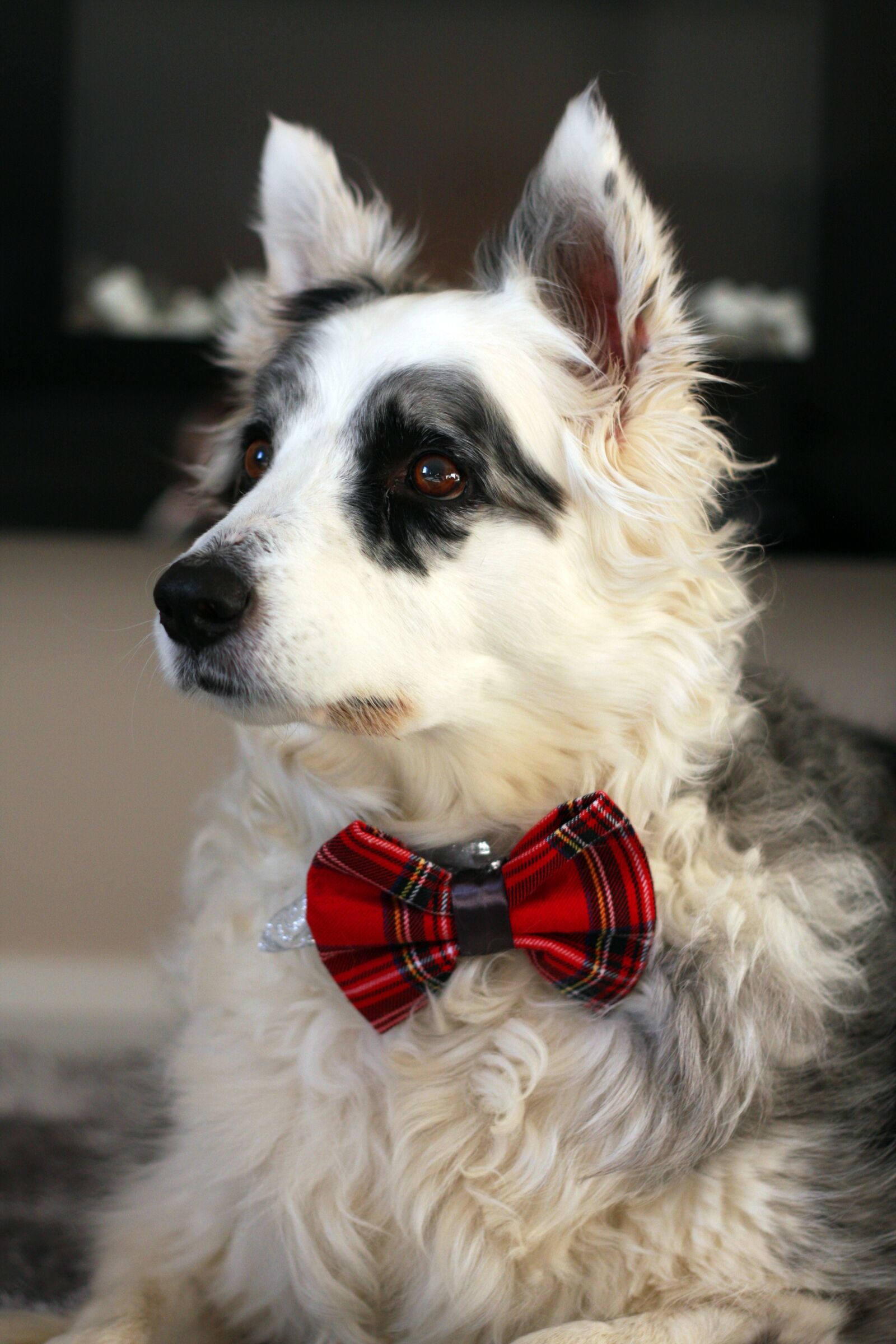 Canon EOS 40D sample photo. Border collie, dog, collie photography