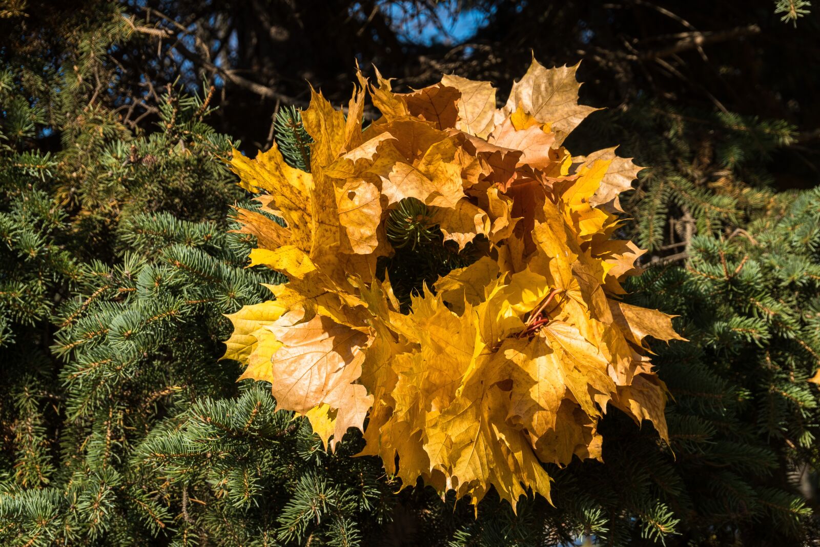 Sony a6300 sample photo. Autumn, spruce, maple leaves photography