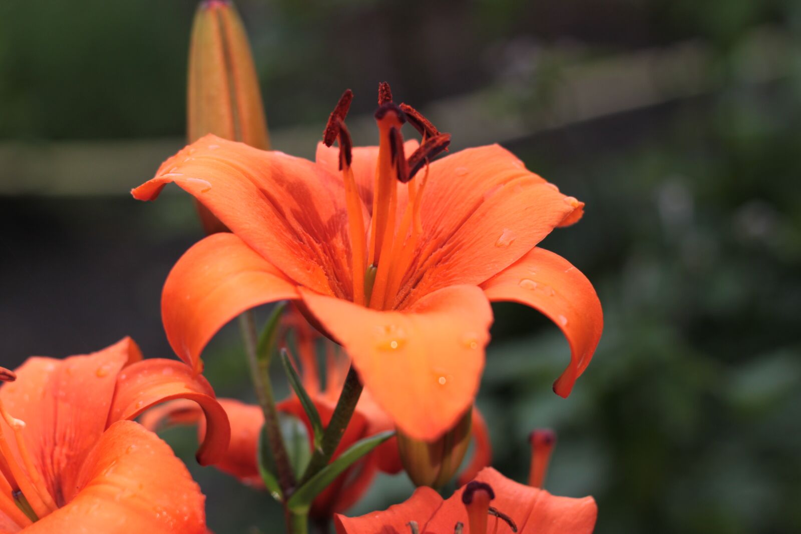Canon EOS 500D (EOS Rebel T1i / EOS Kiss X3) sample photo. Flower, orange, blossom photography