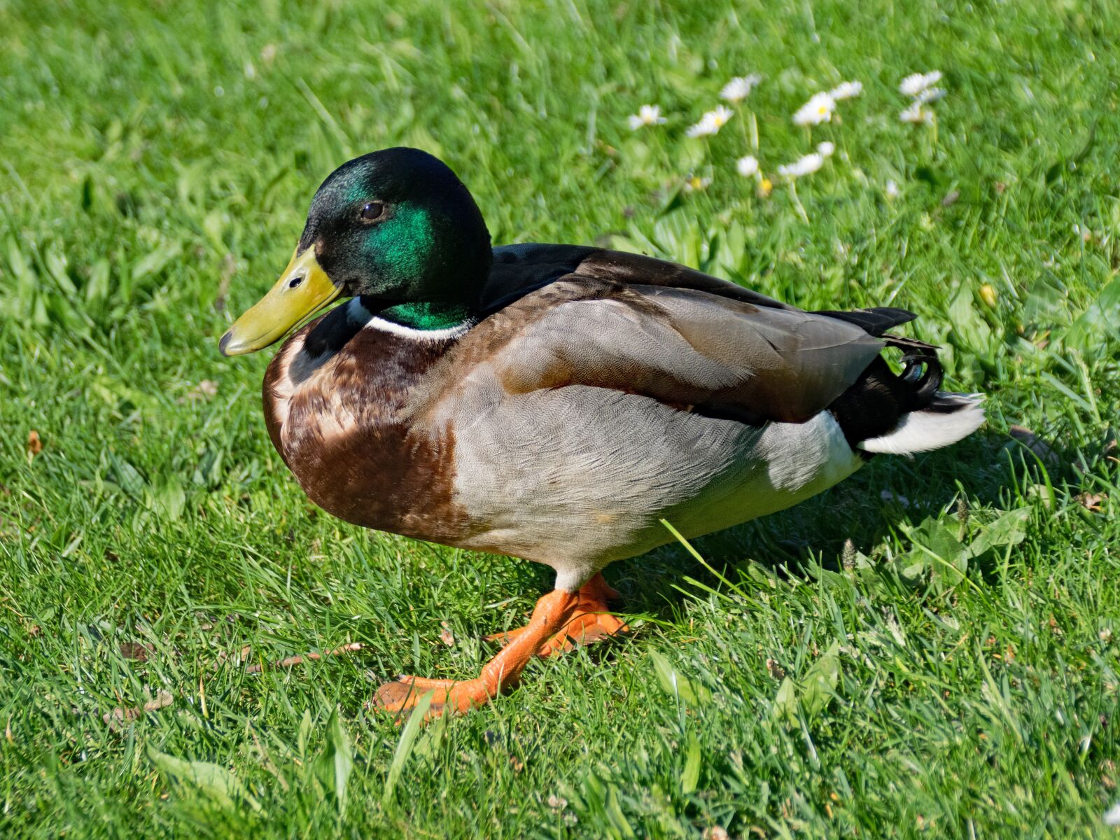 Nikon D5300 sample photo. Mallard, duck, anas photography