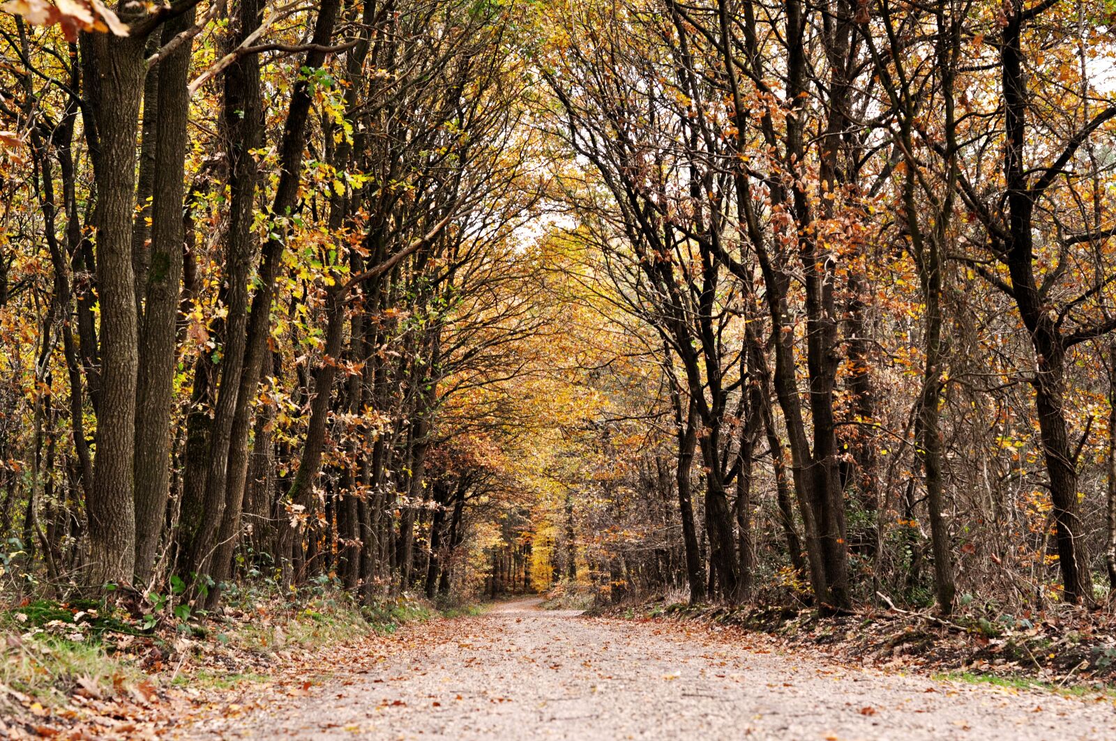 Nikon D5000 sample photo. Dutch, forest, tree photography