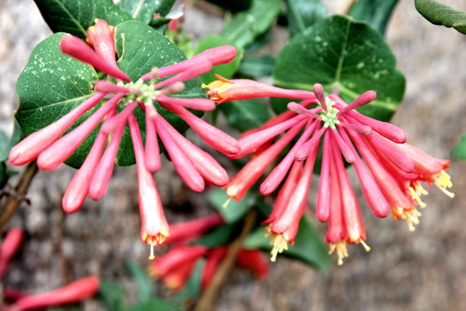 Canon EF 24-70mm F2.8L II USM sample photo. Honeysuckle, ivy, flower photography