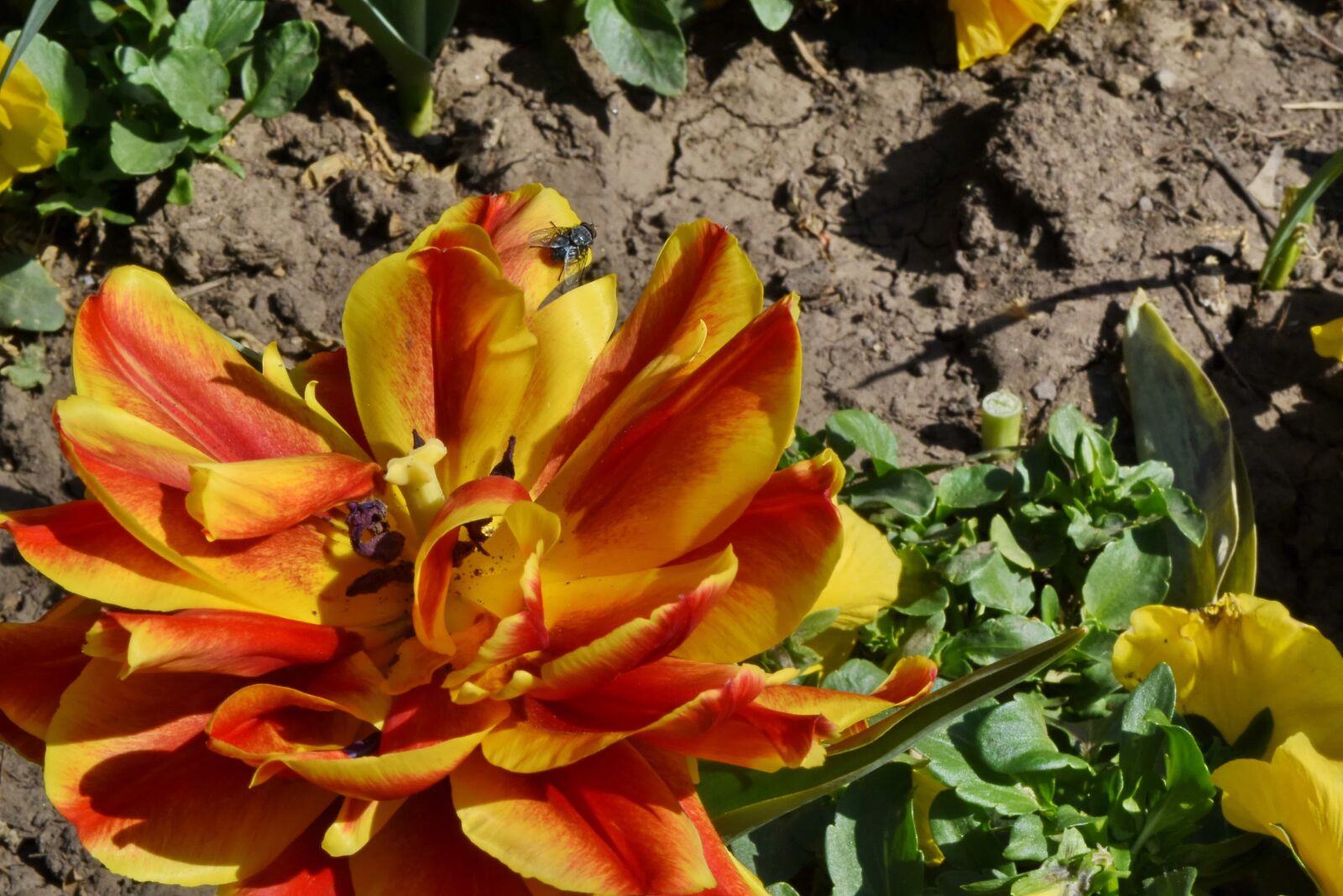 Nikon D5500 sample photo. Flora, garden, spring, petal photography