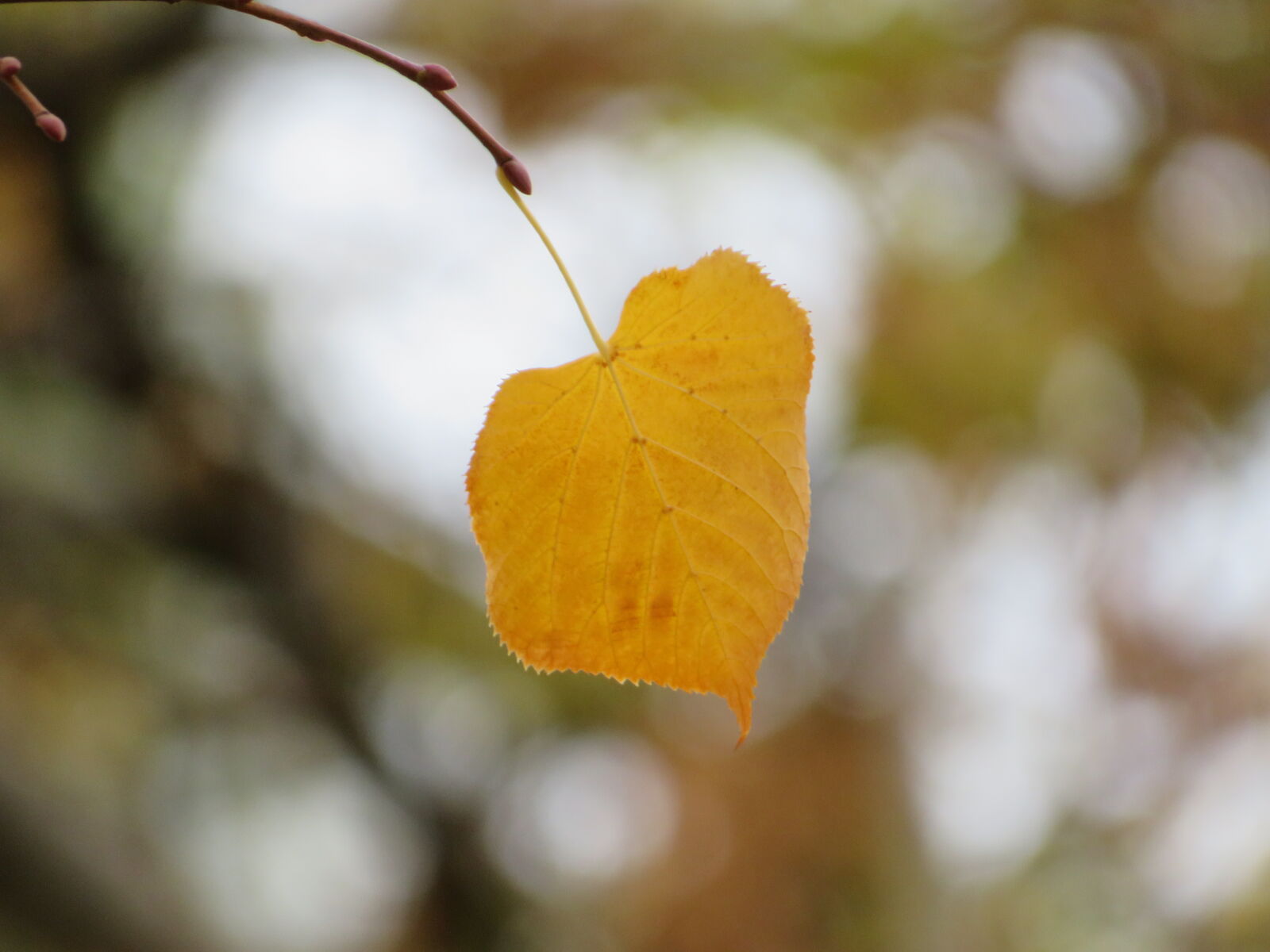 Canon PowerShot SX540 HS sample photo. Autumn leaf photography
