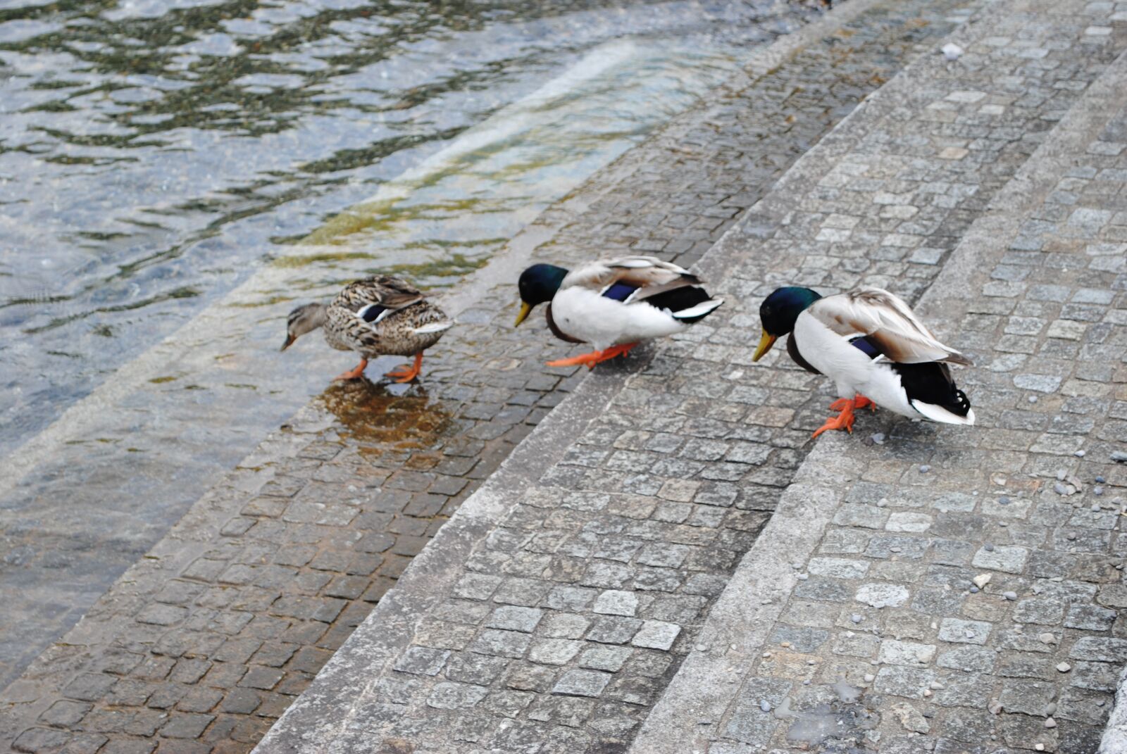 Nikon D3000 sample photo. Lake, water, nature photography