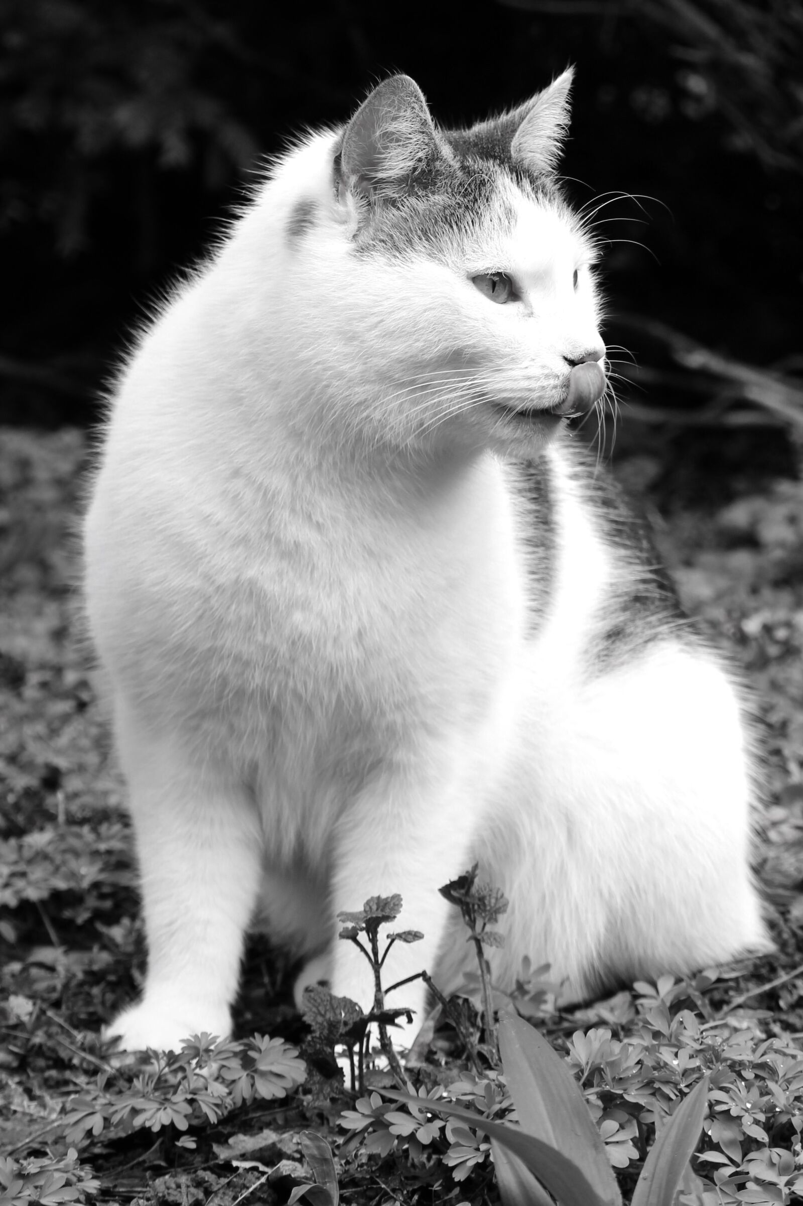 Canon EOS 100D (EOS Rebel SL1 / EOS Kiss X7) sample photo. Cat, fur, animal photography