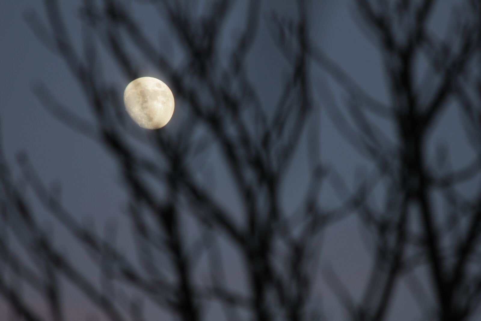Canon EOS 550D (EOS Rebel T2i / EOS Kiss X4) sample photo. Moon, tree, night photography