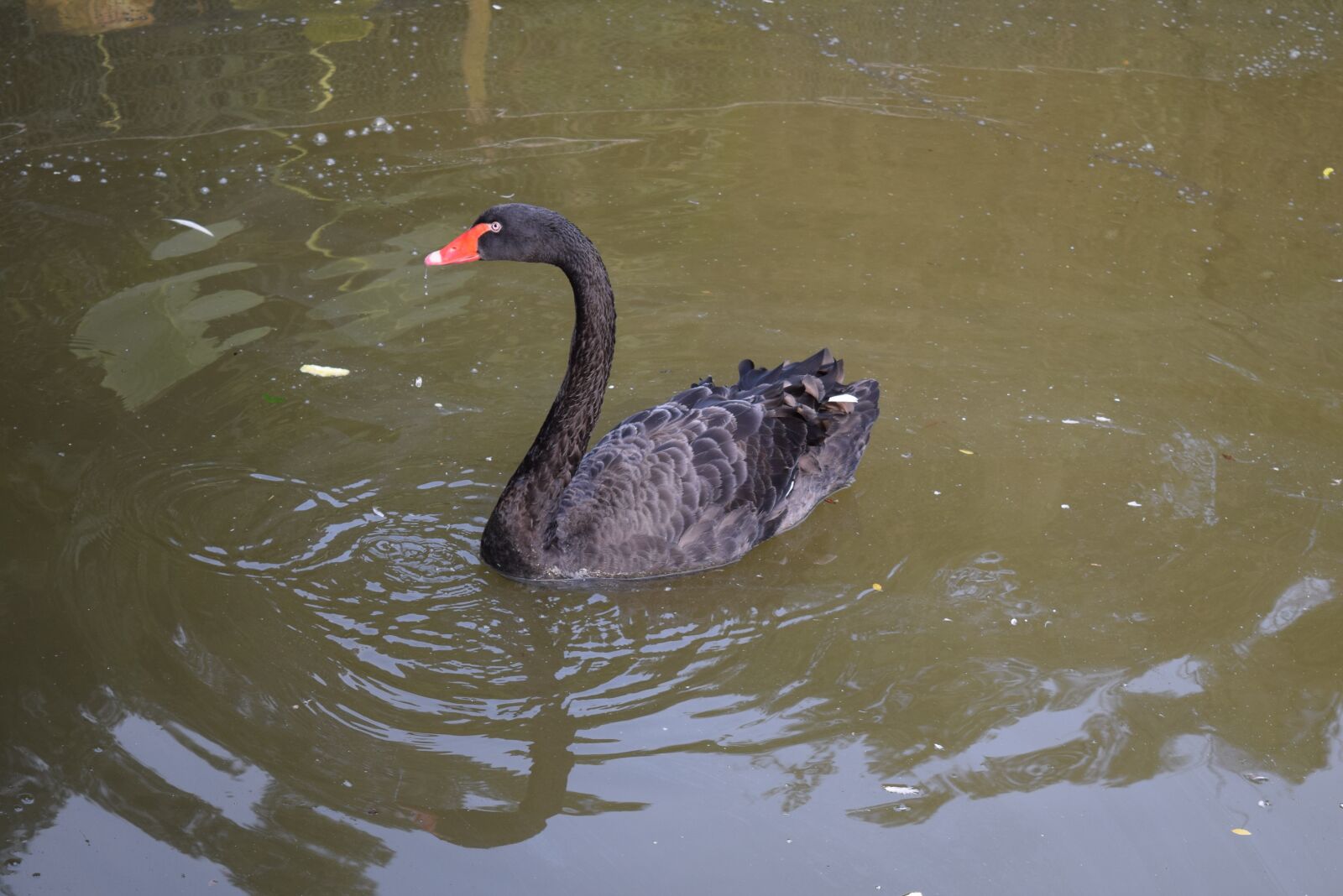 Nikon D3300 sample photo. Pond, nature, waters photography