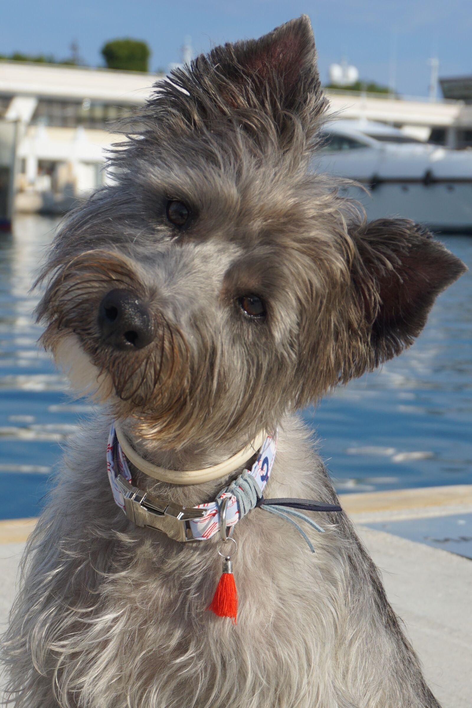 Sony a6000 sample photo. Dog, terrier, asking photography
